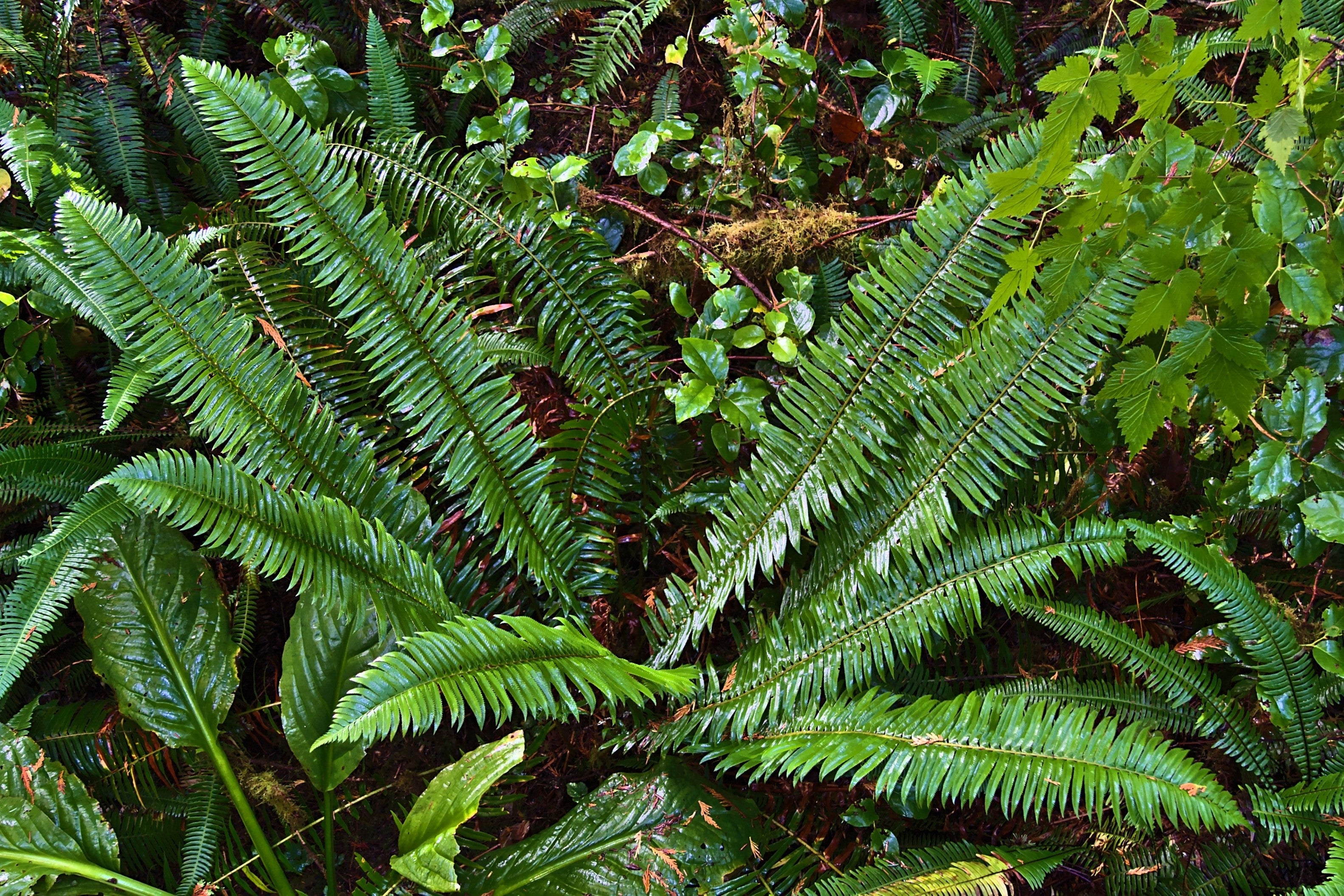 Seedville Western Sword Fern Spores - Thumbnail 5