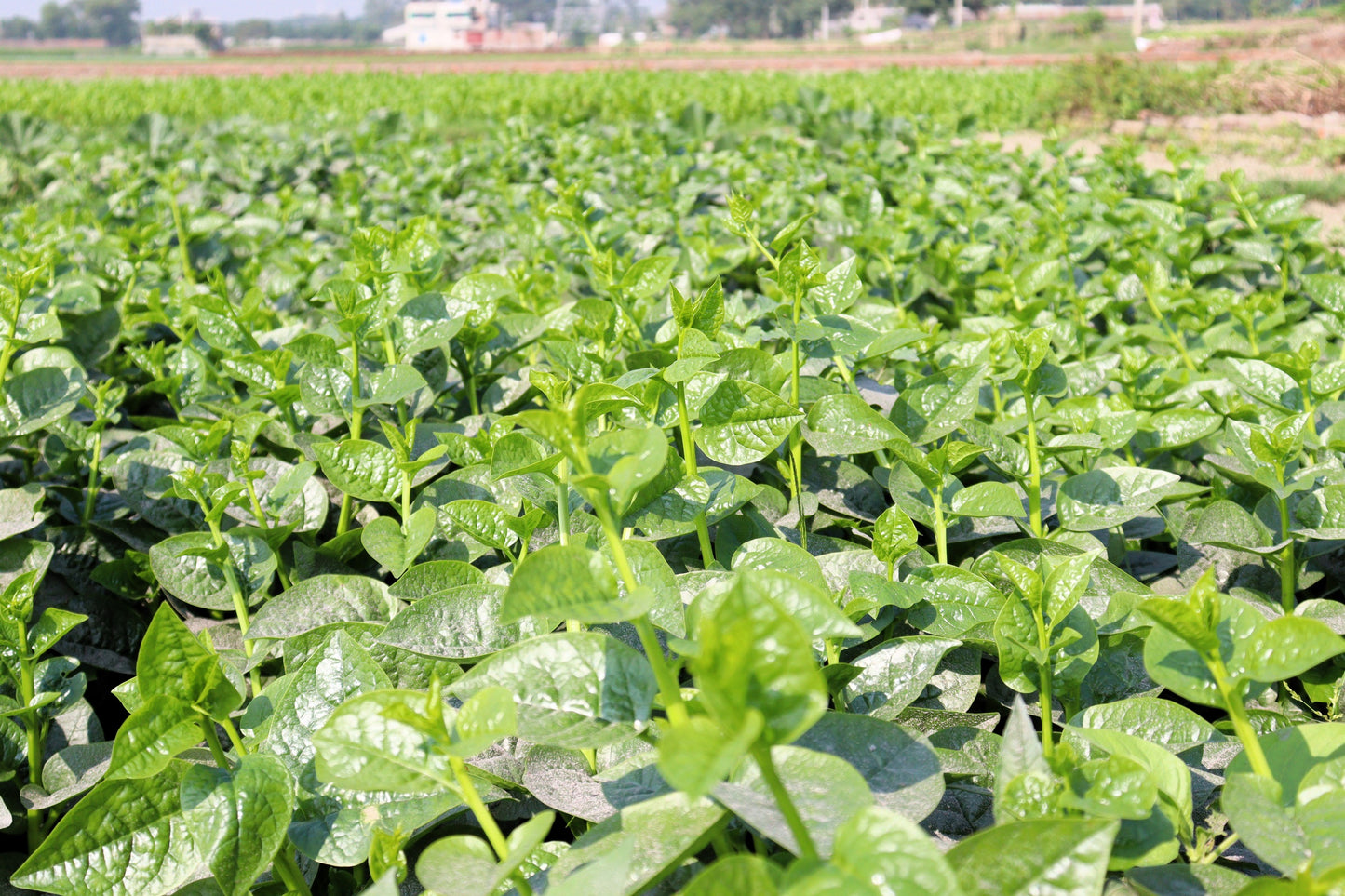 50 GREEN VINES SUPREME MALABAR SPINACH Ceylon Basella Alba Vegetable Seeds