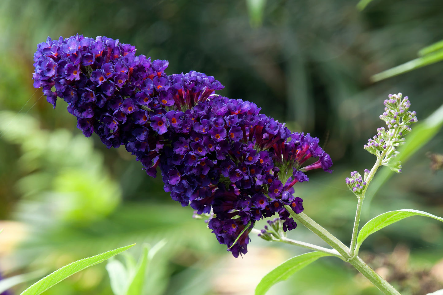 50 Dark PURPLE BUTTERFLY BUSH Buddleia Davidii Hummingbird Shrub Fragrant Flower Seeds