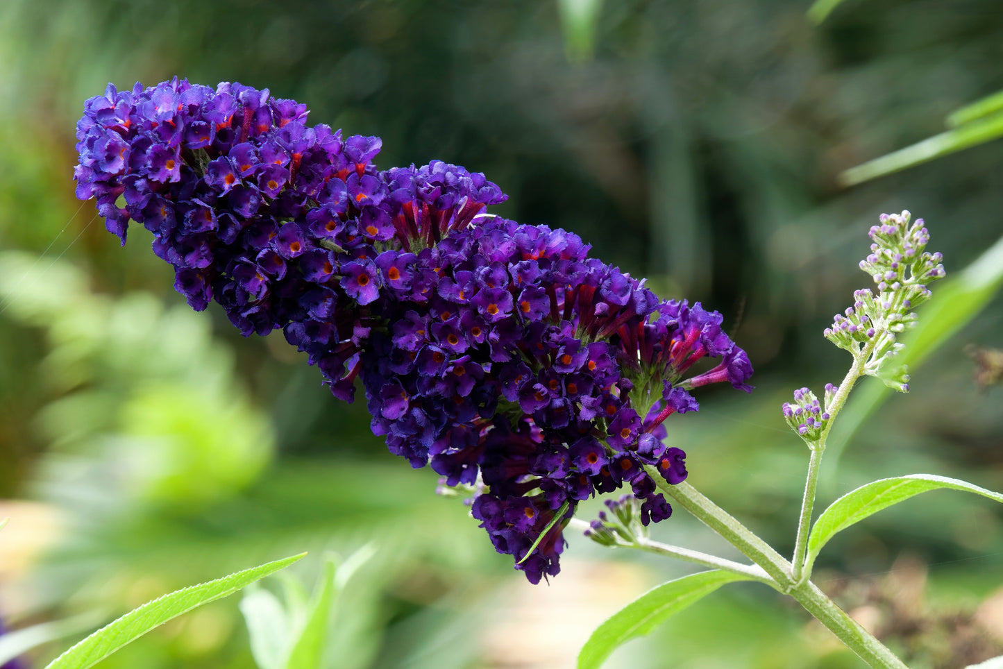 100 MIXED Colors BUTTERFLY BUSH Buddleja Davidii Flower Shrub Seeds