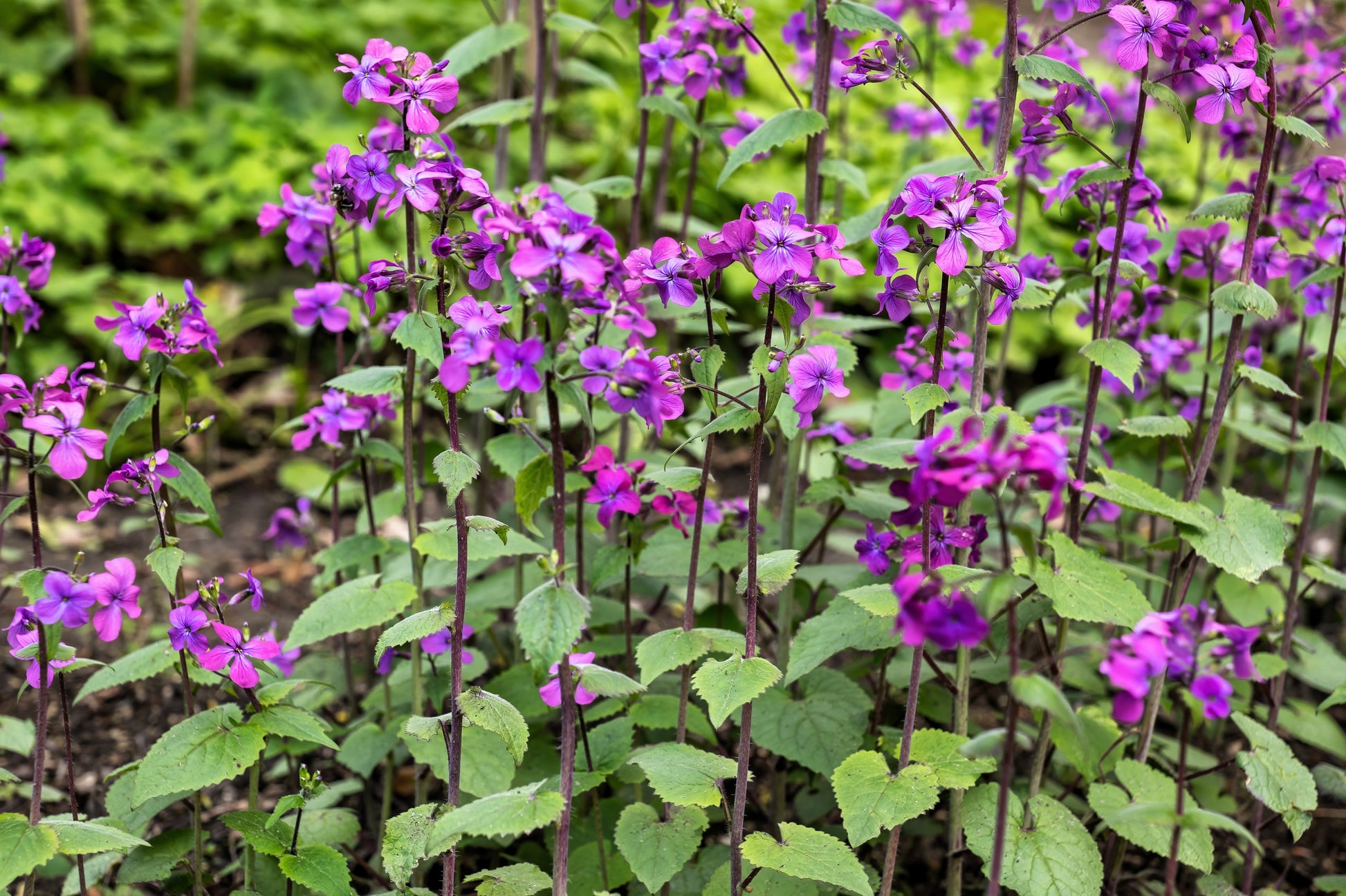 100 LUNARIA Biennis ( MONEY PLANT / Silver Dollar / Honesty / Moonwort –  Seedville USA
