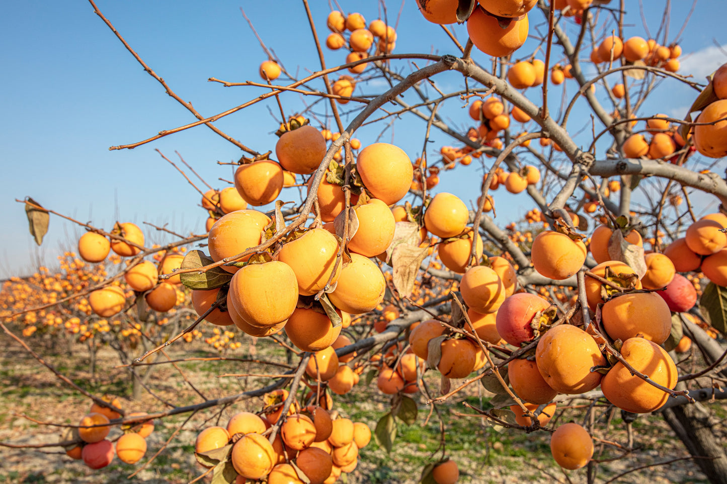5 JAPANESE PERSIMMON Tree Asian Diospyros Kaki Orange Red Fruit Flower Seeds