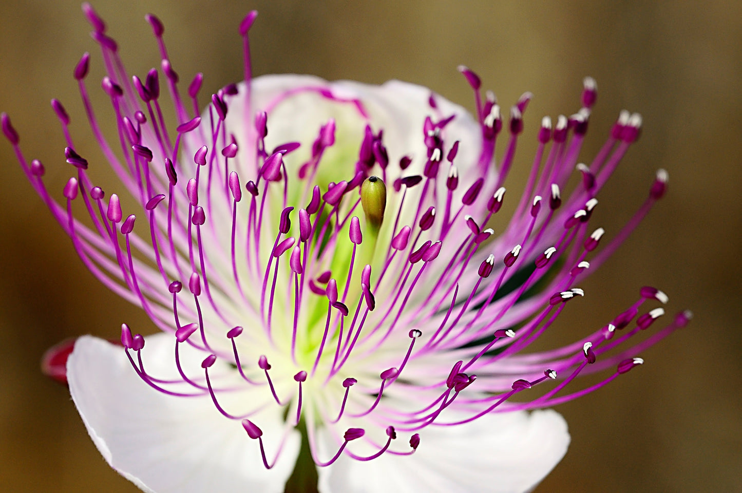 caper plant seeds 20 CAPER BUSH Edible Capers Flinders Rose Flower Capparis Spinosa Shru – Seedville USA