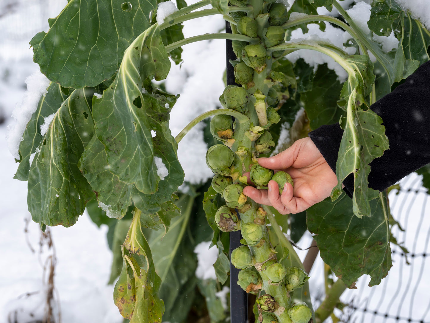 500 HEIRLOOM BRUSSEL SPROUT Brassica Oleracea Green Long Island Vegetable Seeds