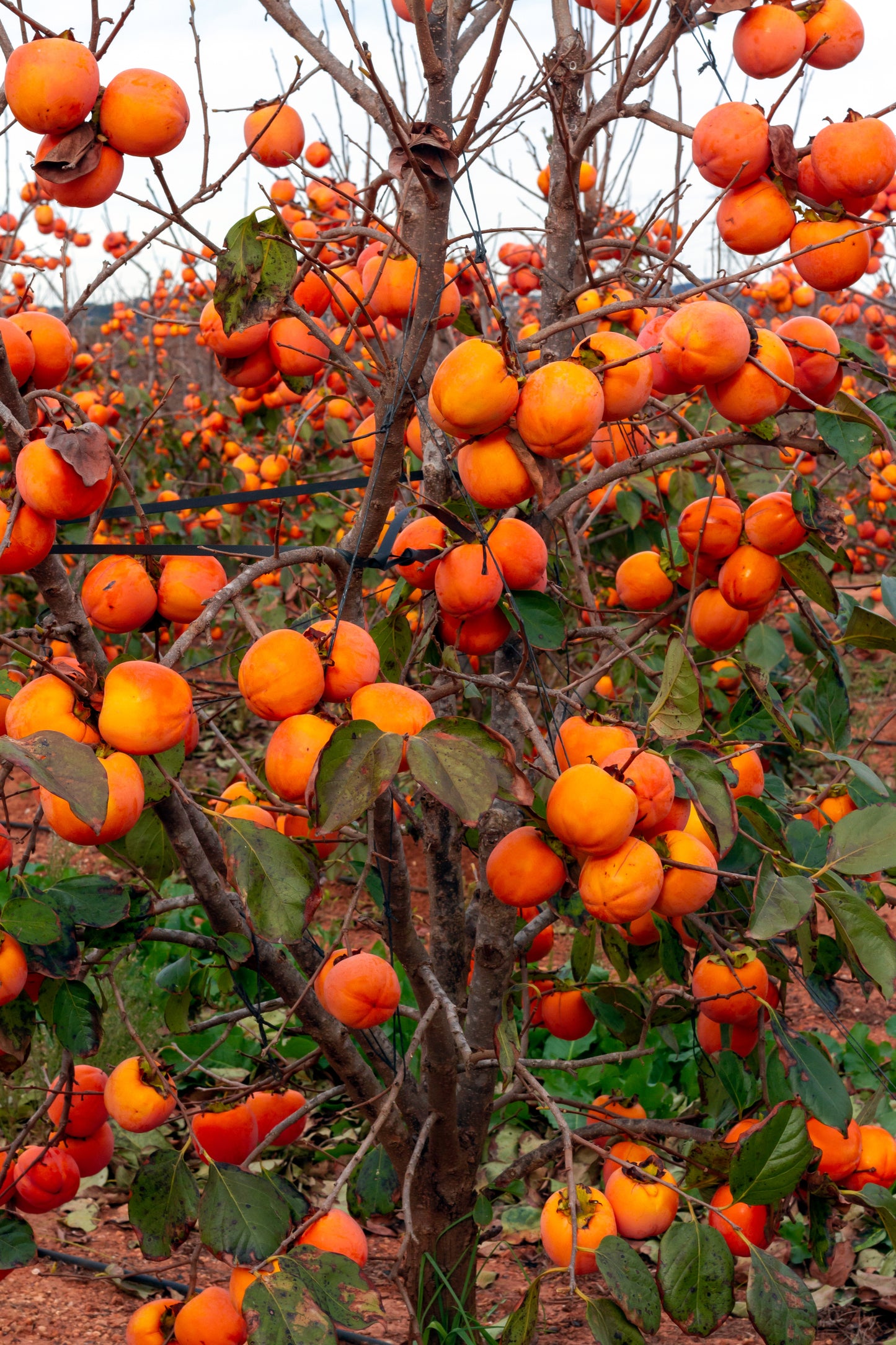 5 JAPANESE PERSIMMON Tree Asian Diospyros Kaki Orange Red Fruit Flower Seeds