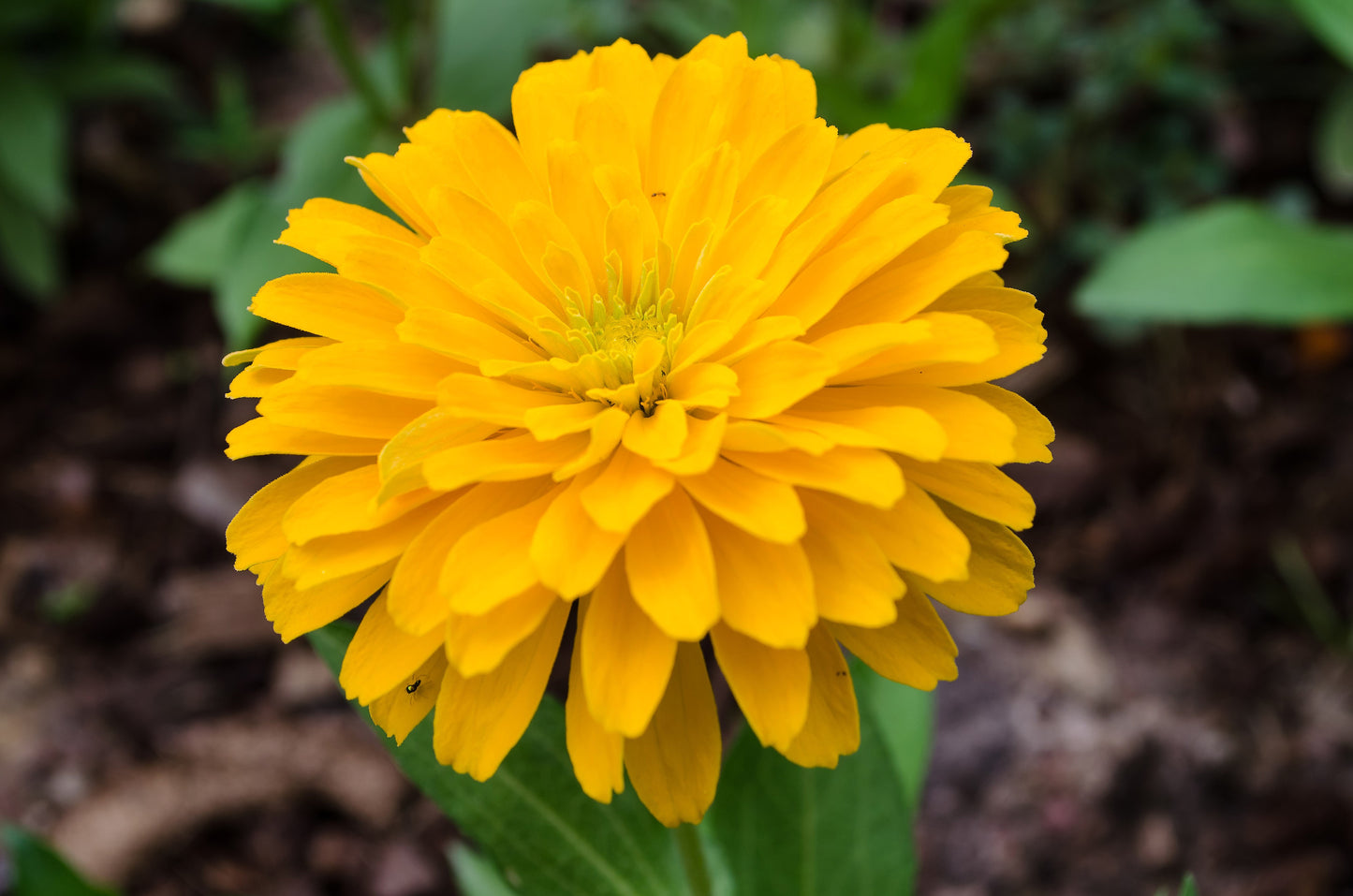 250 Yellow CANARY BIRD ZINNIA Elegans Flower Seeds