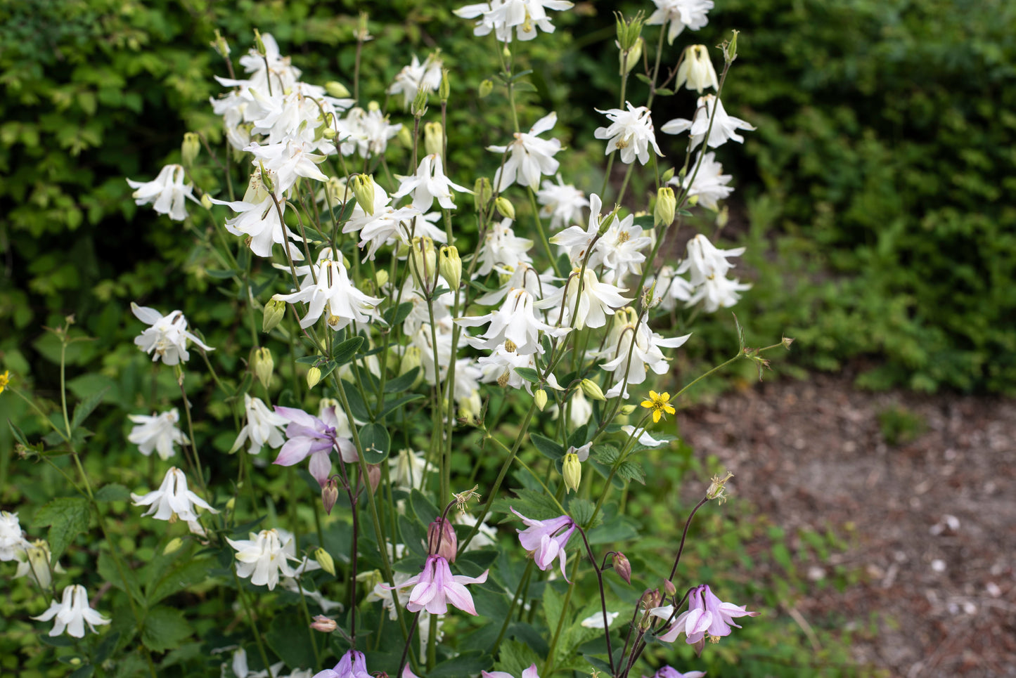 25 CRYSTAL STAR White COLUMBINE Aquilegia Caerulea Flower Seeds