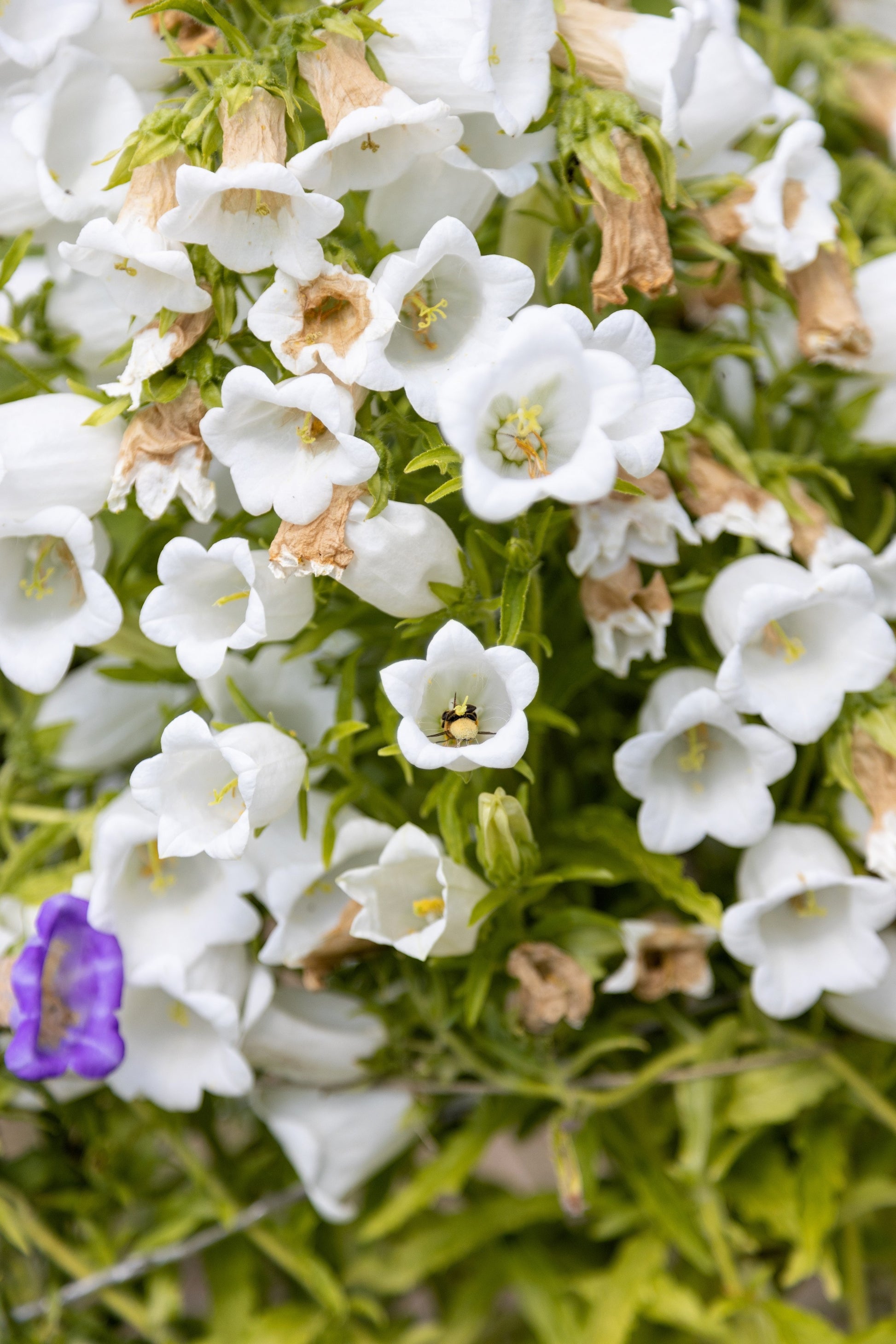 canterbury bell flower seeds 100 MIXED CANTERBURY BELLS