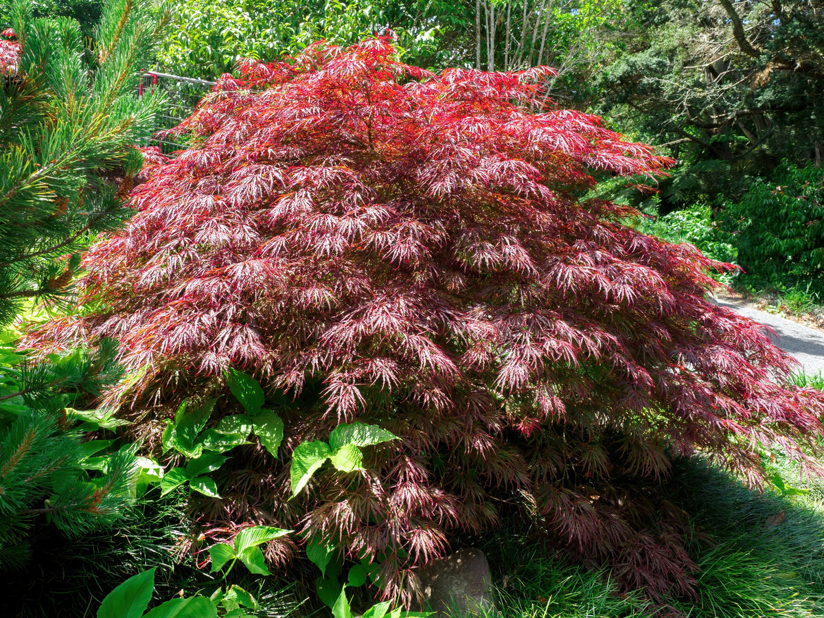 10 INABA SHIDARE MAPLE Weeping Red Laceleaf Japanese Acer Palmatum Dis ...