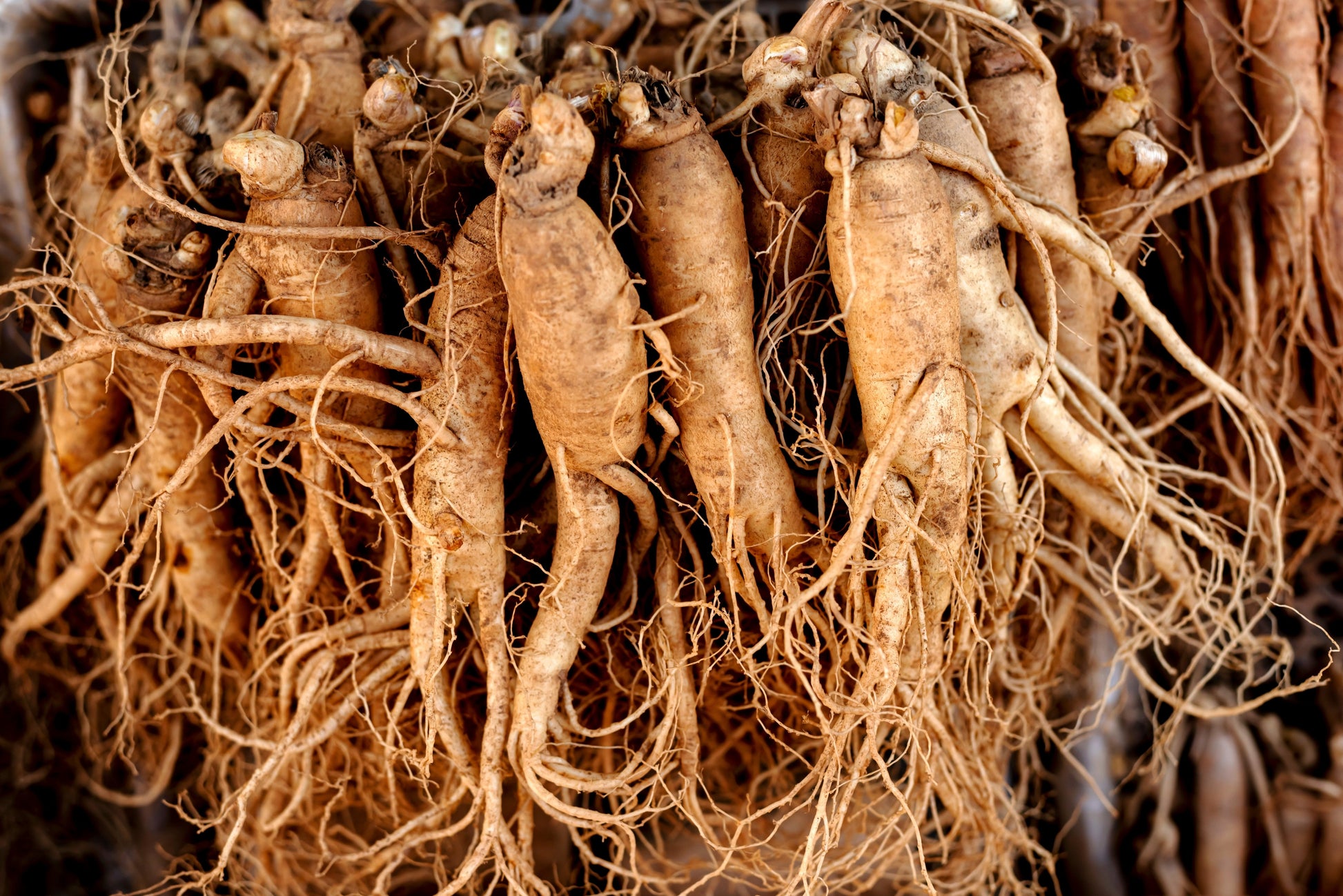 ginseng plant seeds for sale 15 Asian KOREAN GINSENG Panax Shade Chinese Herb Seeds