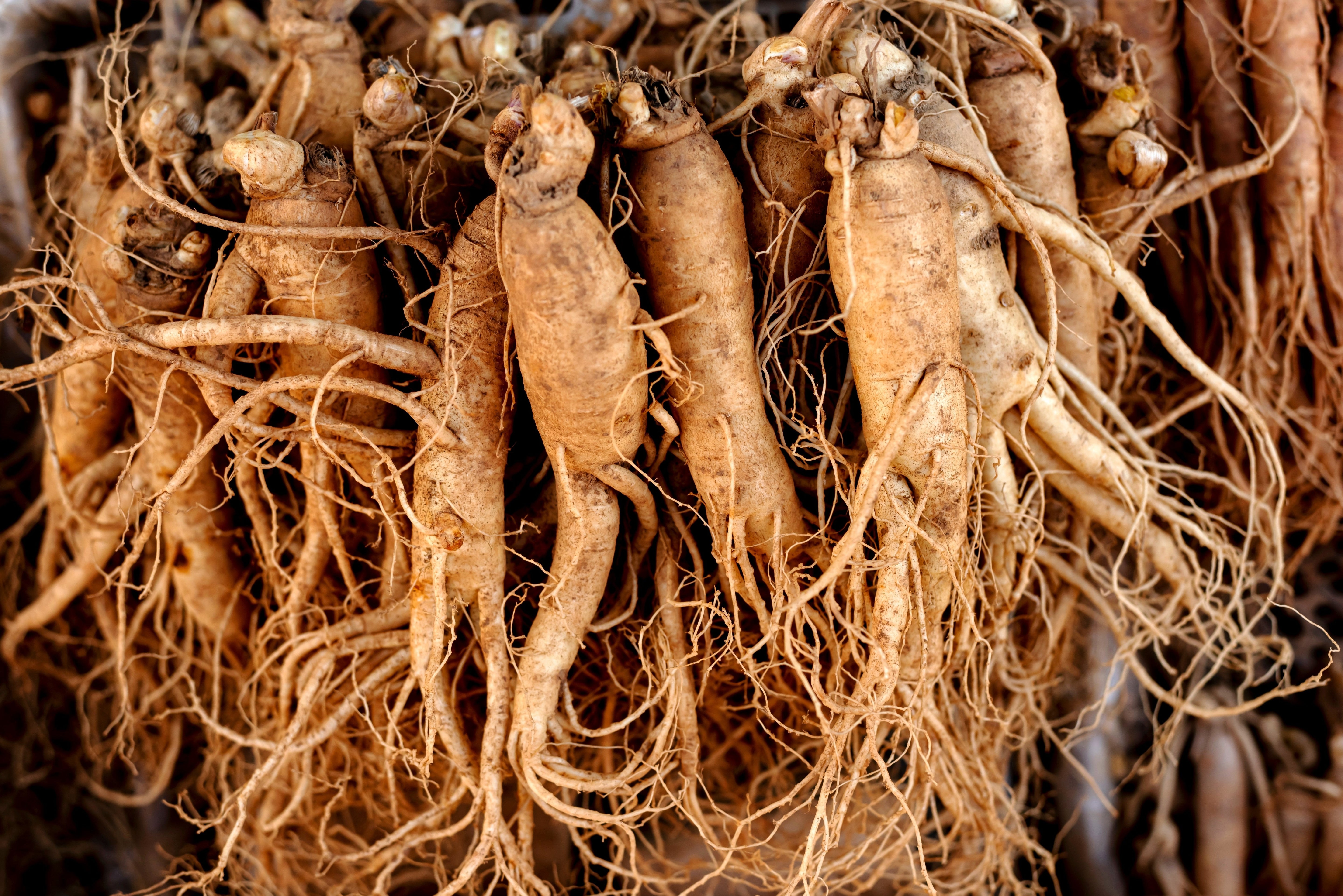 ginseng plant seeds 15 Asian KOREAN GINSENG Panax Shade Chinese Herb Seeds – Seedville USA