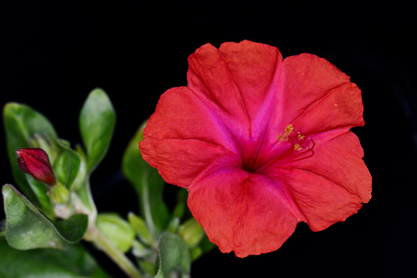 25 RED FOUR O'CLOCK Marvel of Peru Mirabilis Jalapa Flower Seeds