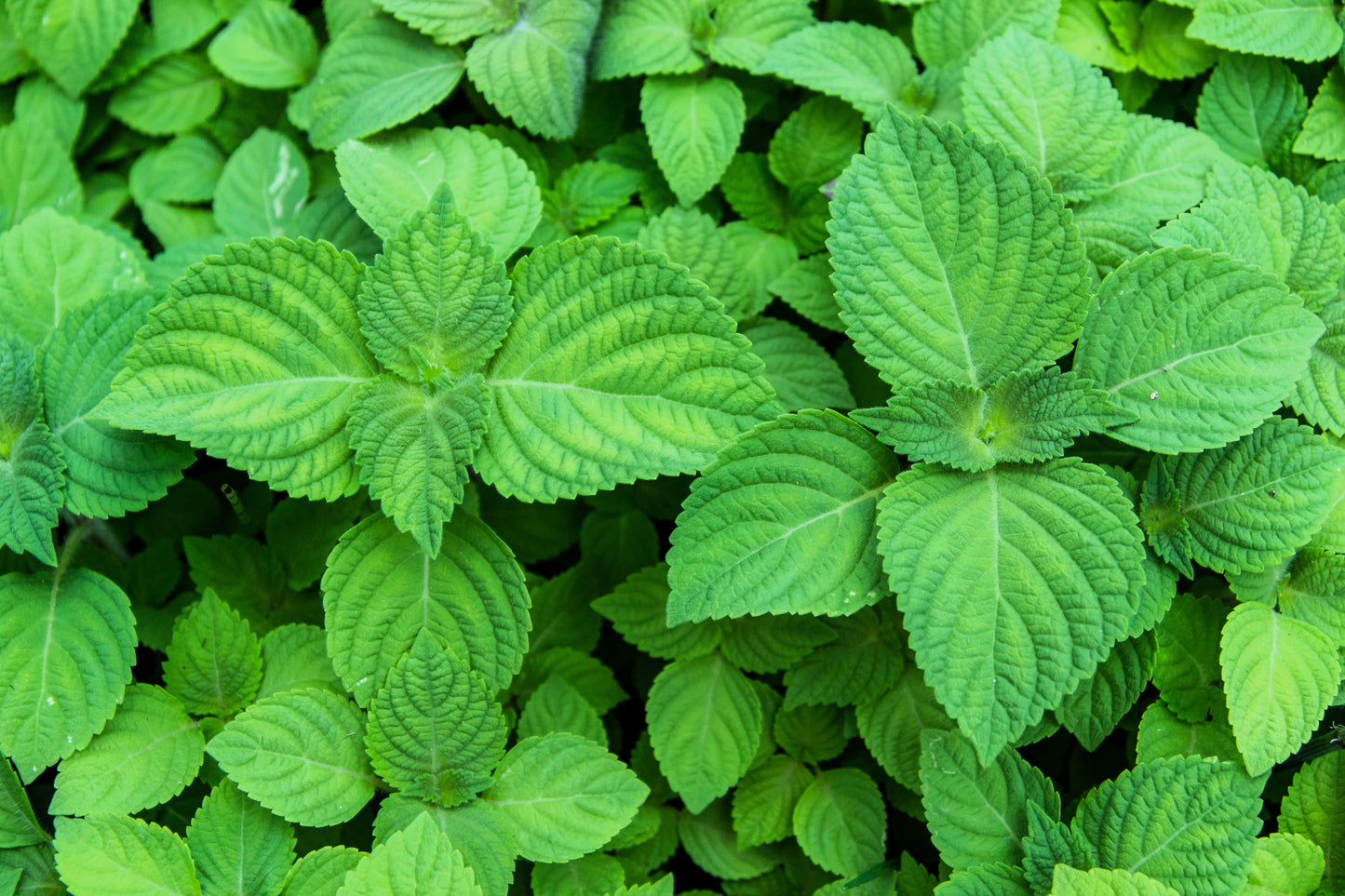 300 GREEN SHISO aka PERILLA Frutescens Ornamental Herb Seeds Green & Purple