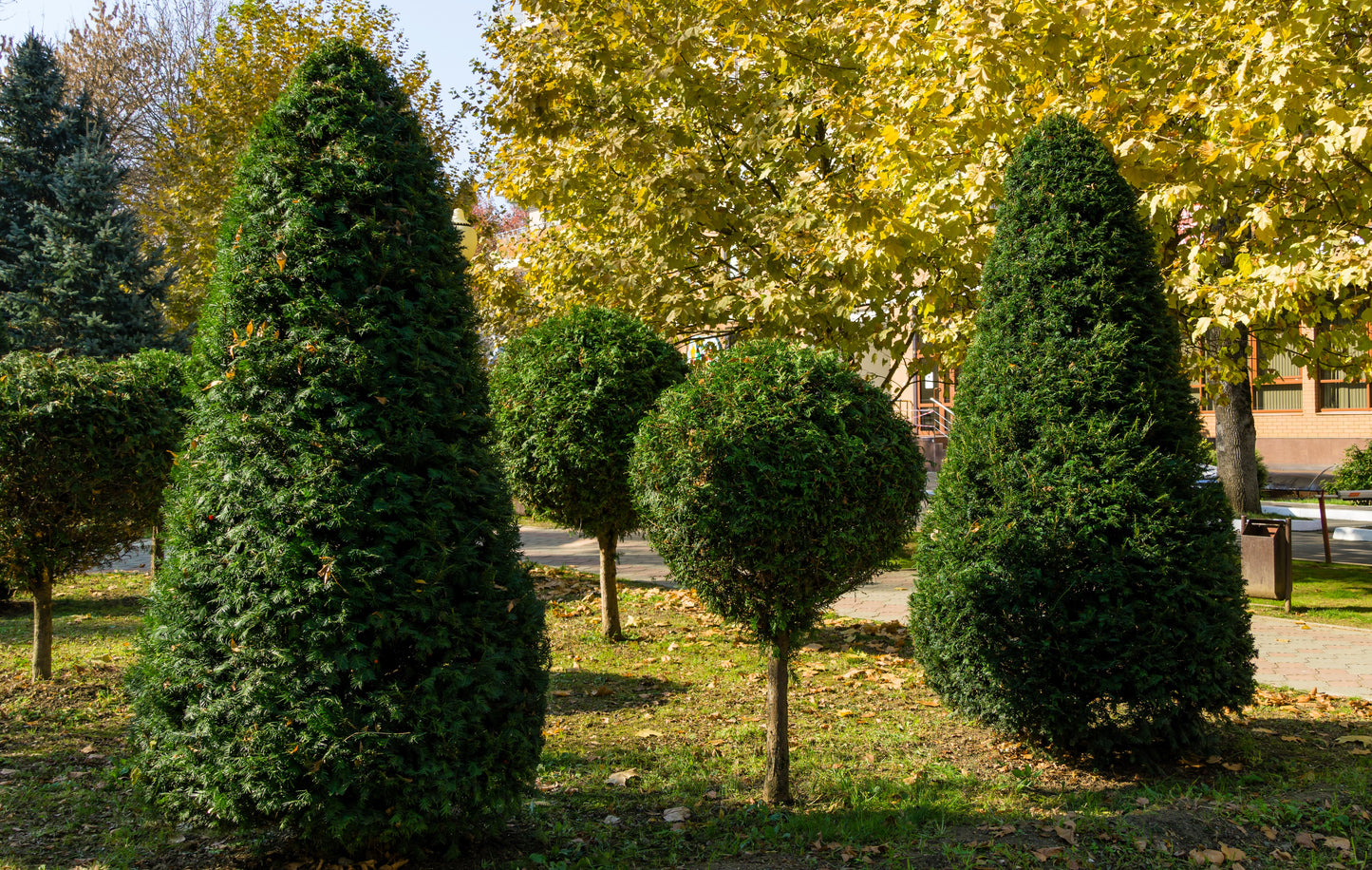 10 ENGLISH YEW Taxus Baccata Tree Shrub Conifer Sun or Shade Red Ornamental Berry Seeds