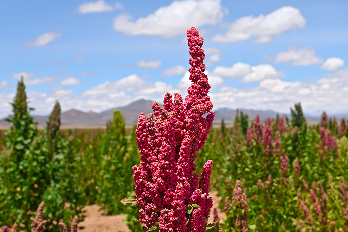 100 Organic RED HEAD QUINOA Grain Chenopodium Quinoa Pink & Red Heads - White Seeds