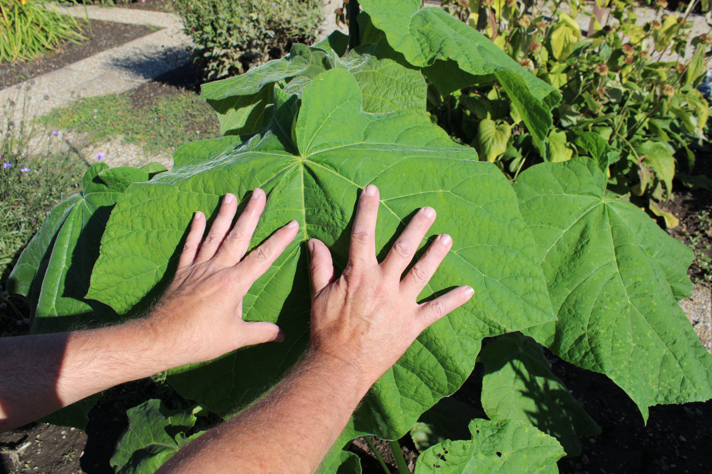 400 Royal PAULOWNIA EMPRESS TREE Tomentosa Flower Seeds