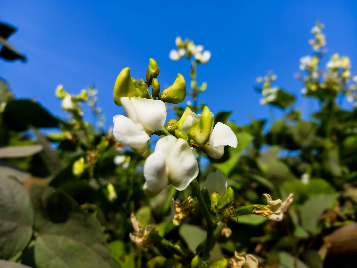 20 FORDHOOK LIMA BEAN Phaseolus Lunatus Bush Bean Vegetable Seeds