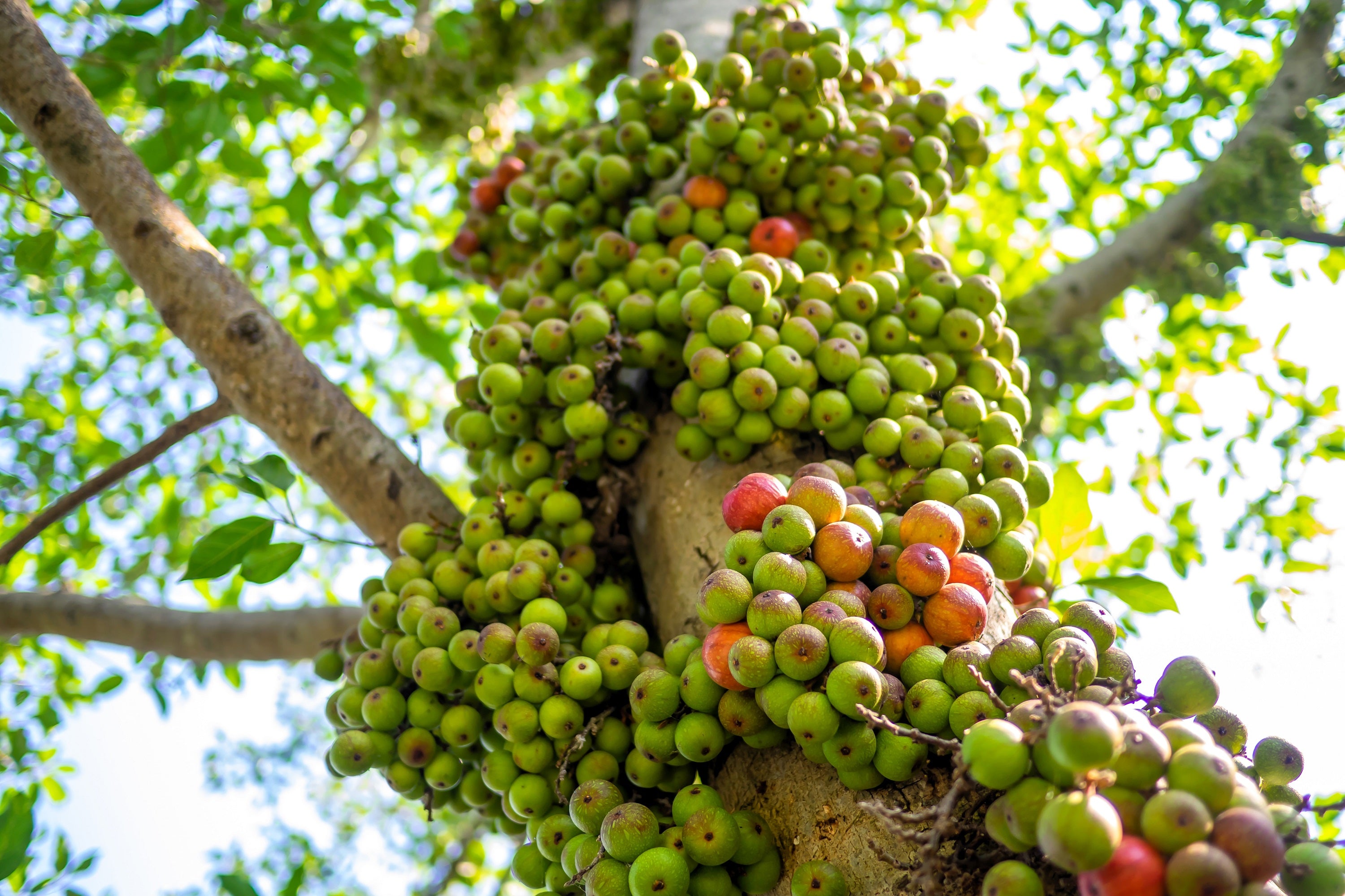 Ficus racemosa - cluster fig tree - cây sung - 1 plant - 2 to 3 discount feet tall - ship in 3 gal pot