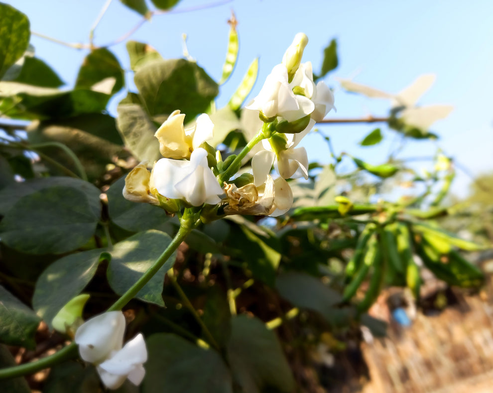 50 Speckled Dixie BUTTERPEA LIMA BEAN Phaseolus Vulgaris Bush Vegetabl ...