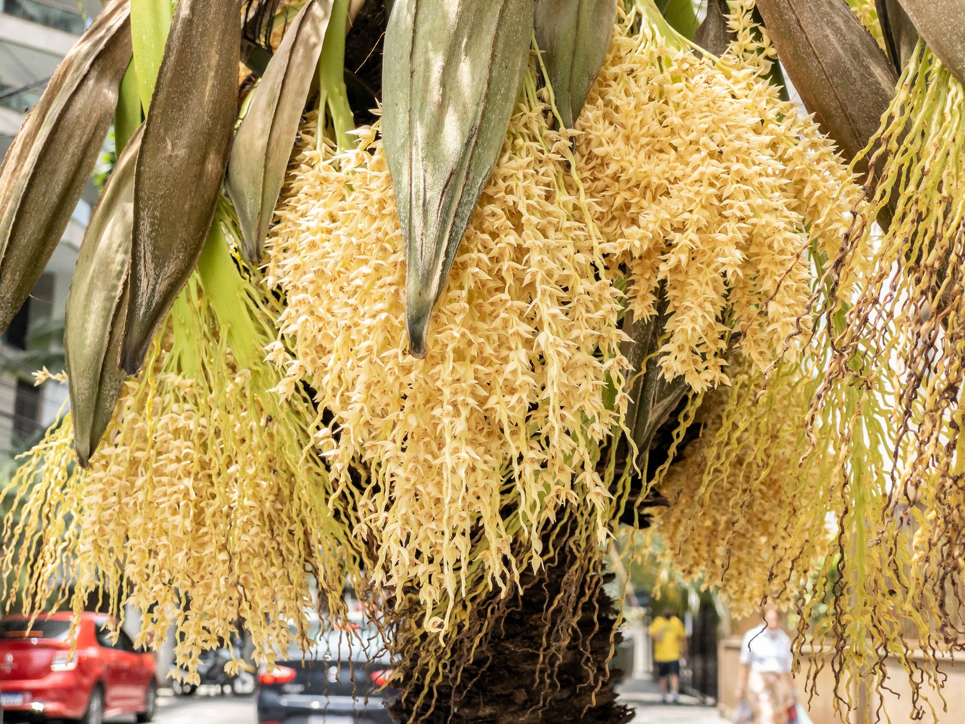 palm buds plant 10 PYGMY DATE PALM Phoenix Roebelenii Dwarf Miniature Ornamental Fruit – Seedville USA