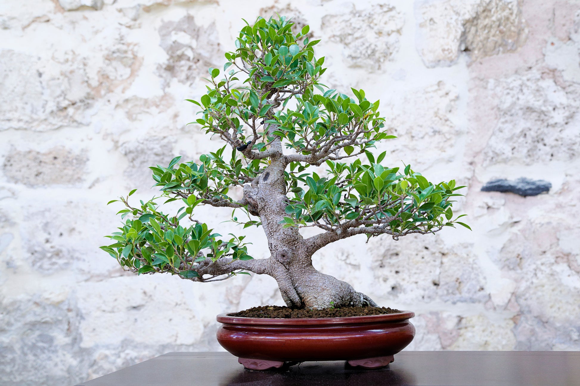 rubber tree plant bonsai 50 WEEPING FIG Ficus Benjamina Benjamin Indian Rubber Tree Houseplant – Seedville USA