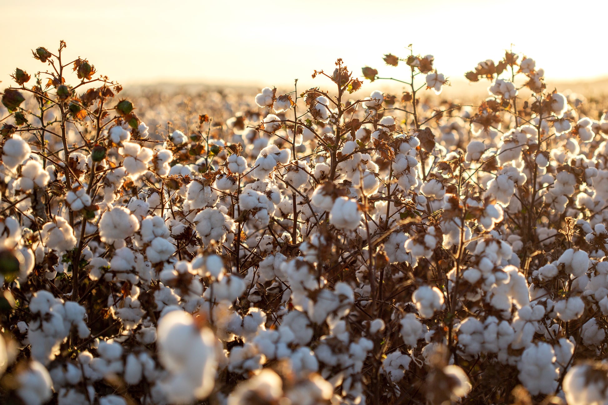 25 WHITE COTTON Gossypium Hirsutum Plant Seeds – Seedville USA