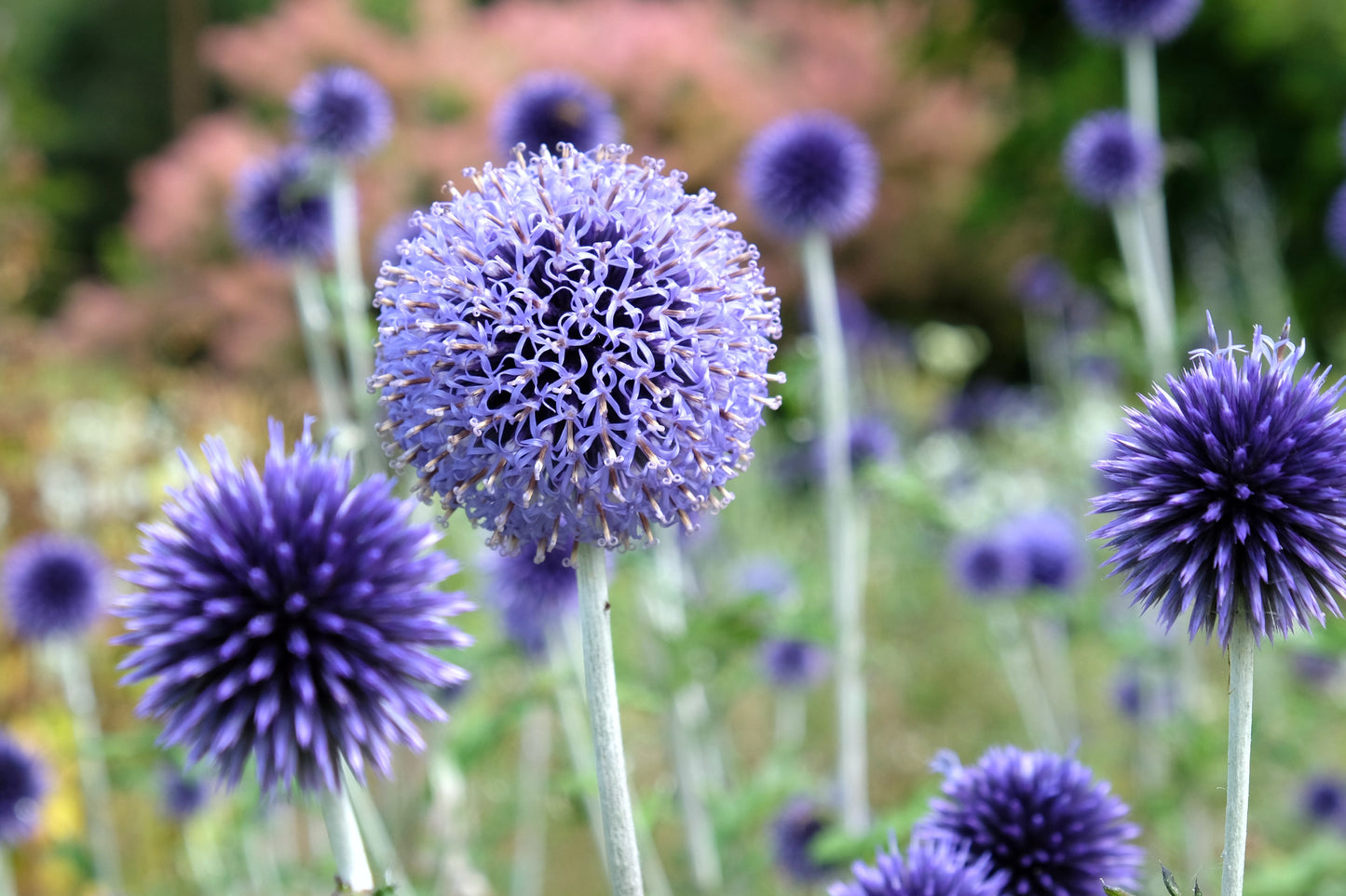 25 Blue GLOBE THISTLE Echinops Ritro Southern Globethistle Pollinator Flower Seeds