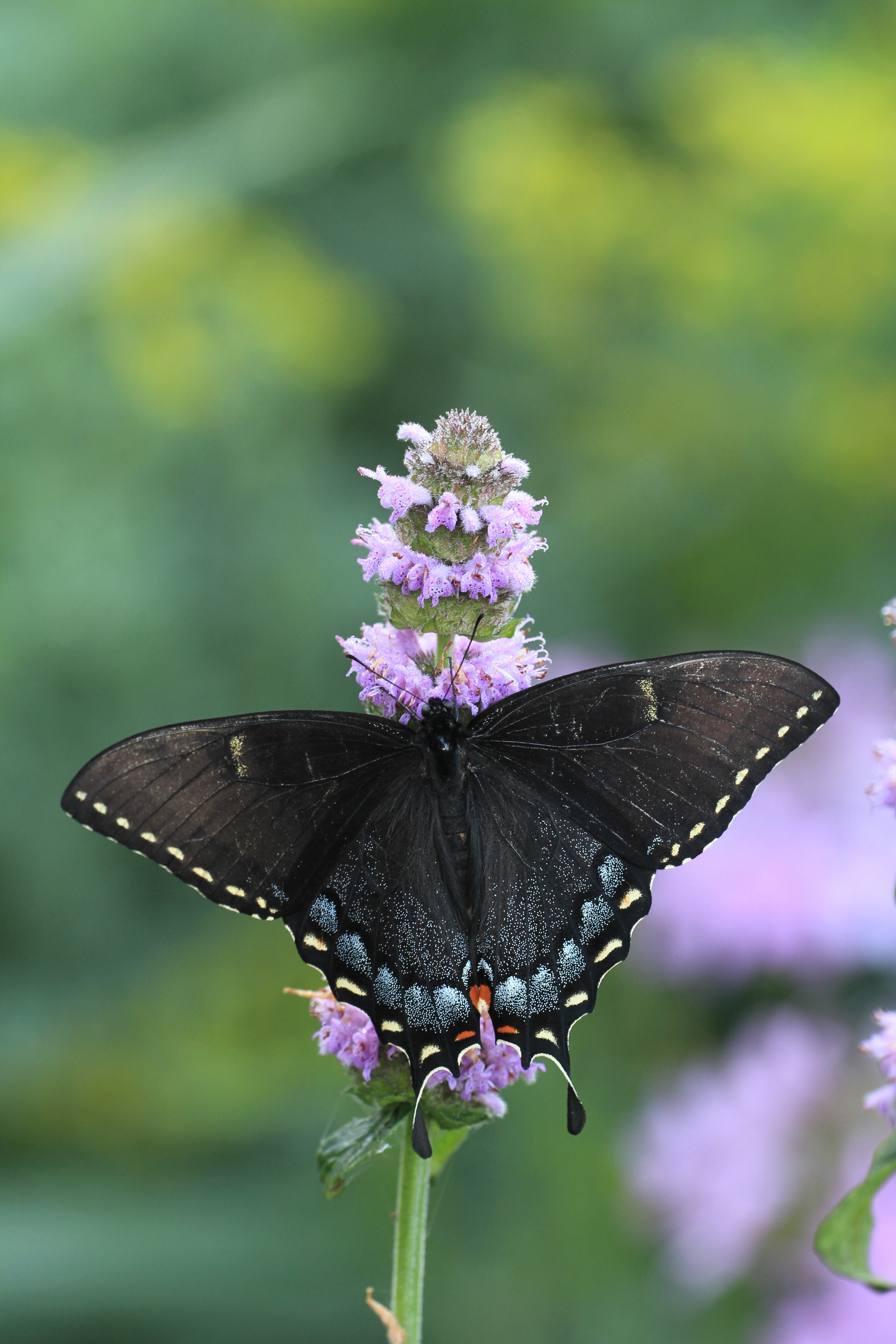 200 PURPLE WOOD MINT Blephilia Ciliata Downy Pagoda Horsemint Herb