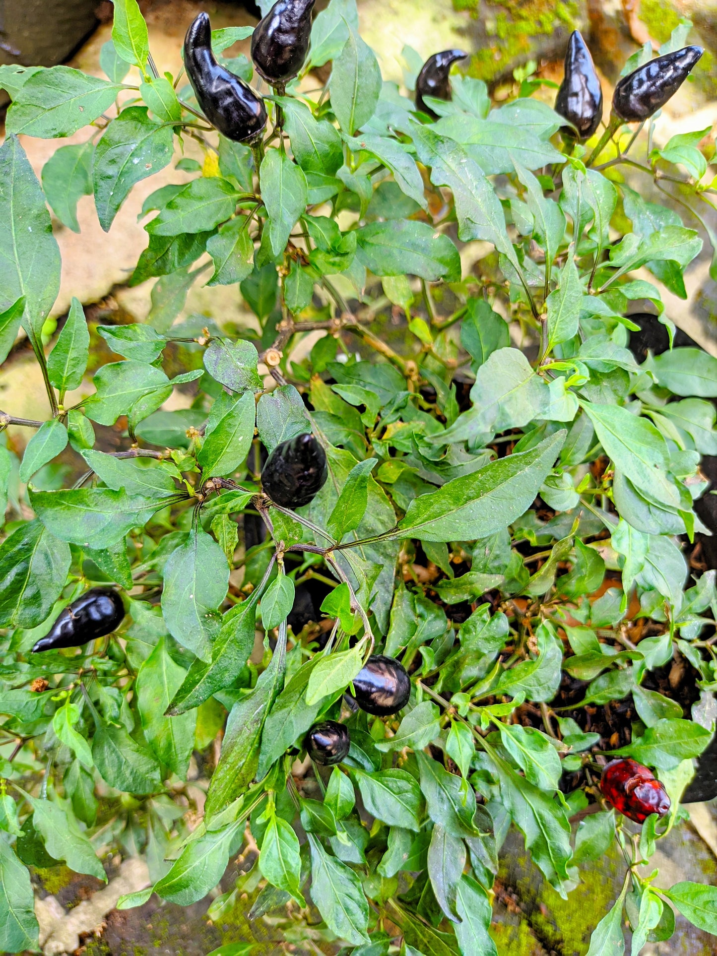 25 BLACK HUNGARIAN PEPPER Capsicum Annuum Mildly Hot Vegetable Seeds