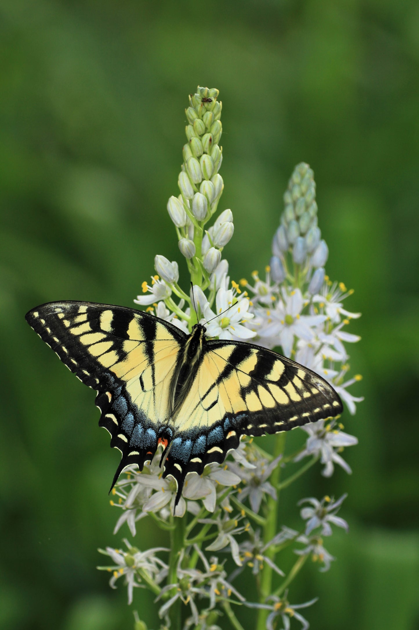 25 Blue WILD HYACINTH Camassia Scilloides Eastern Camas Lily Native Flower Seeds