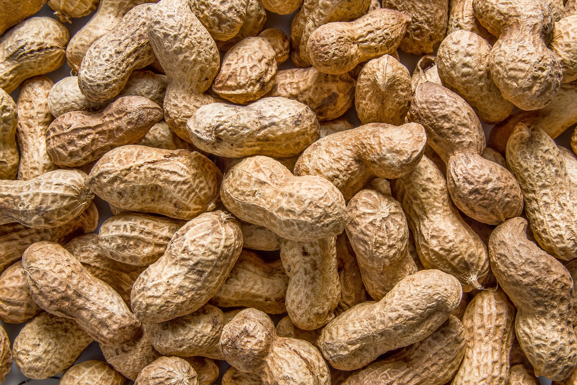 jumbo peanut seeds for planting 15 Seeds ' JUMBO ' VIRGINIA PEANUT Arachis Hypogaea Perennial Nut Plant