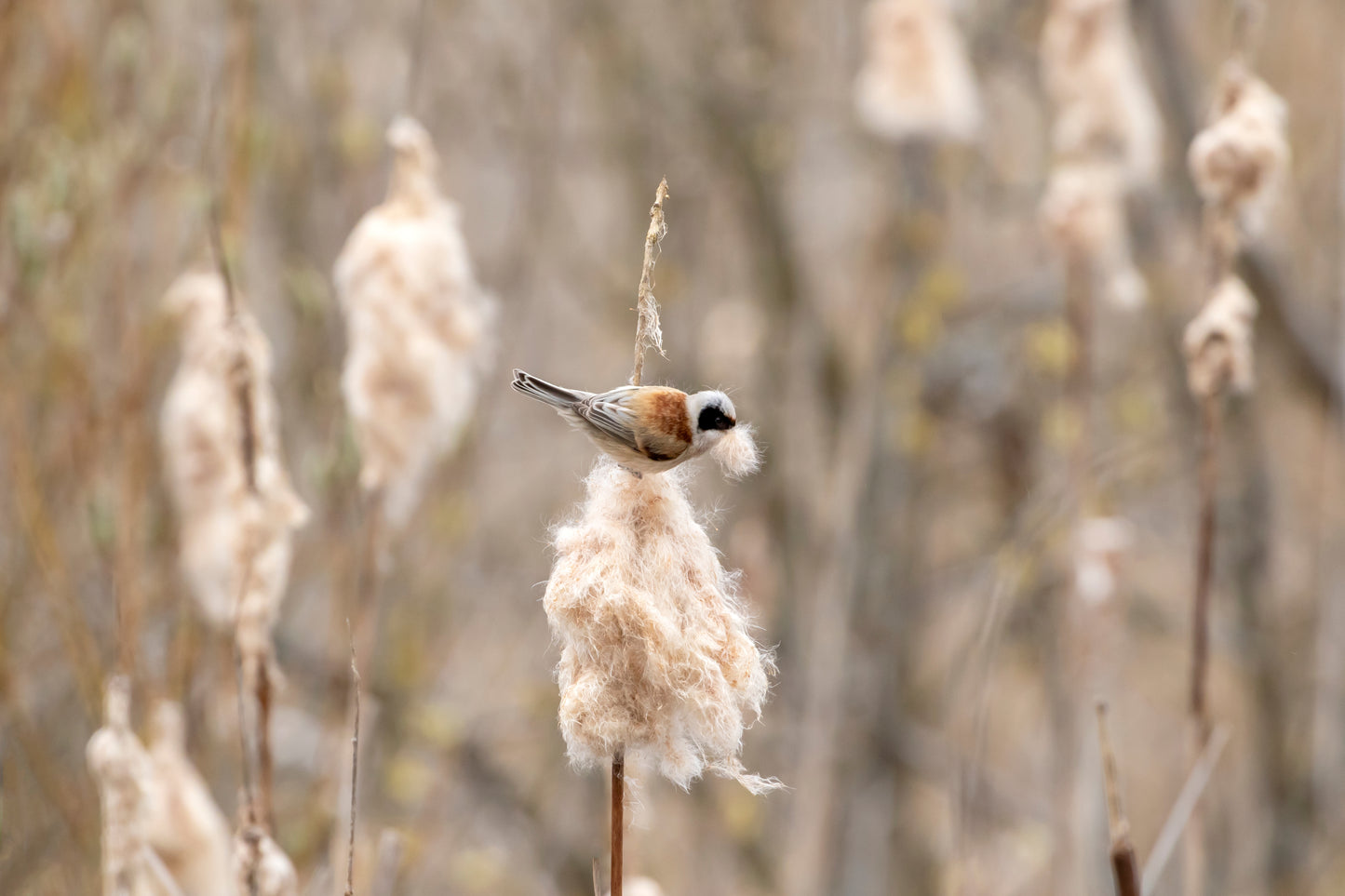 50 CATTAILS Cat Tails Typha Latifolia Water Pond Grass Flower Seeds