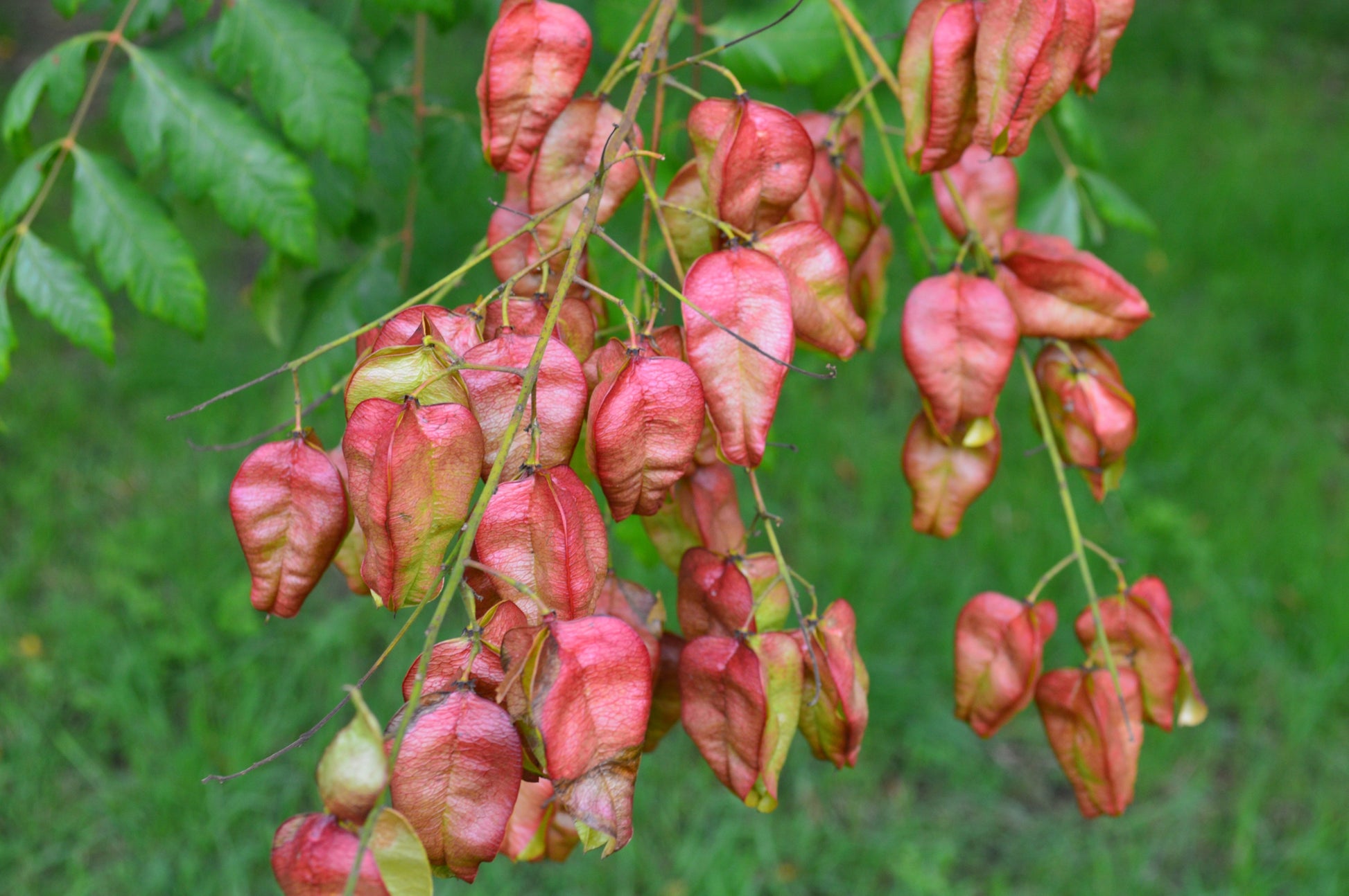 rain plant seeds 10 DWARF GOLDEN RAIN TREE Koelreuteria Paniculata Nana Yellow Flower S – Seedville USA