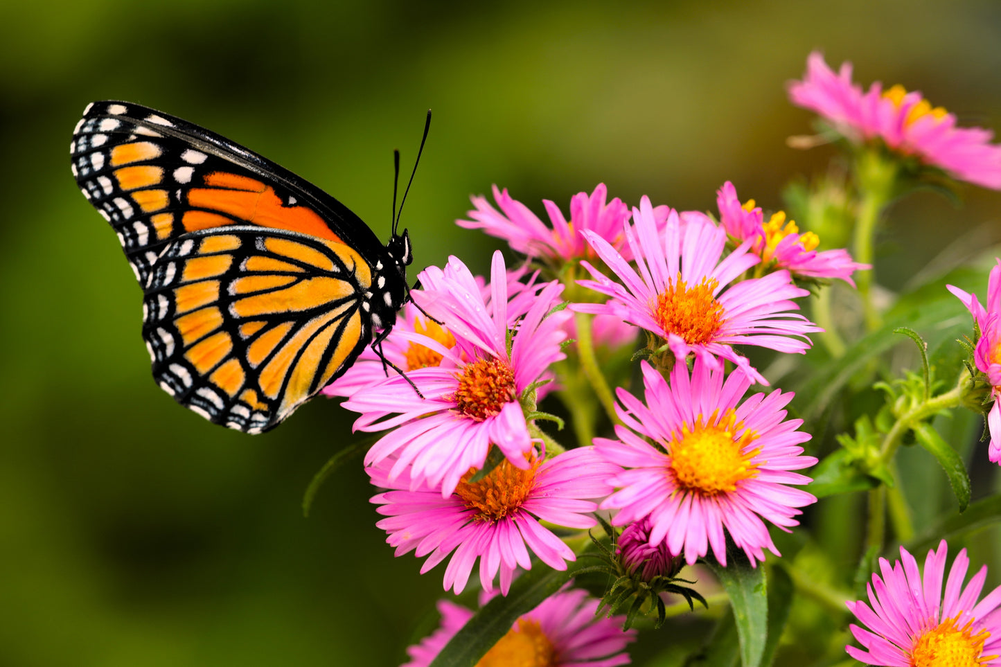 100 Pink NEW ENGLAND ASTER Aster Novae var Angliae Flower Seeds