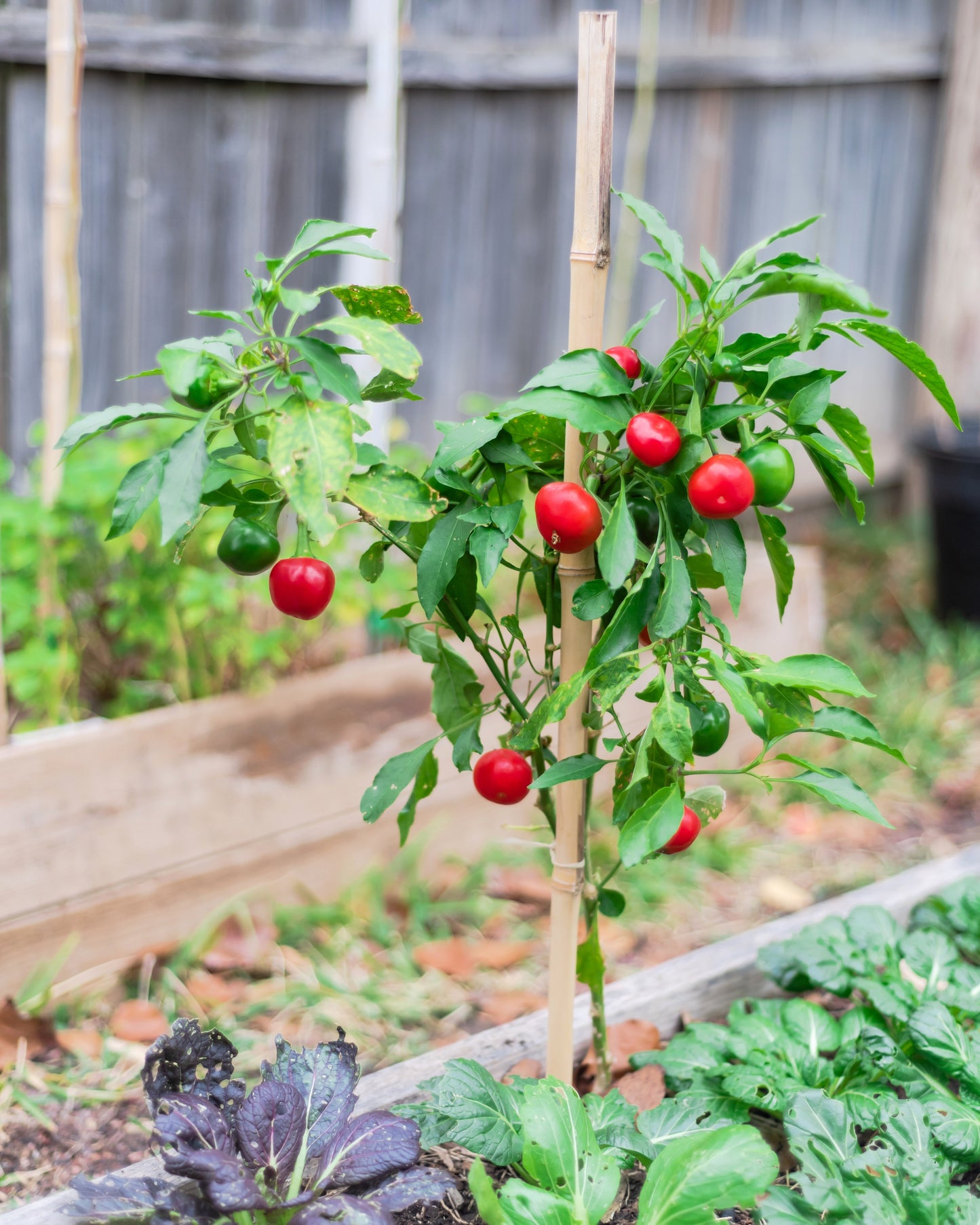 100 SWEET CHERRY PEPPER Red Chili Capsicum Annuum Vegetable Seeds