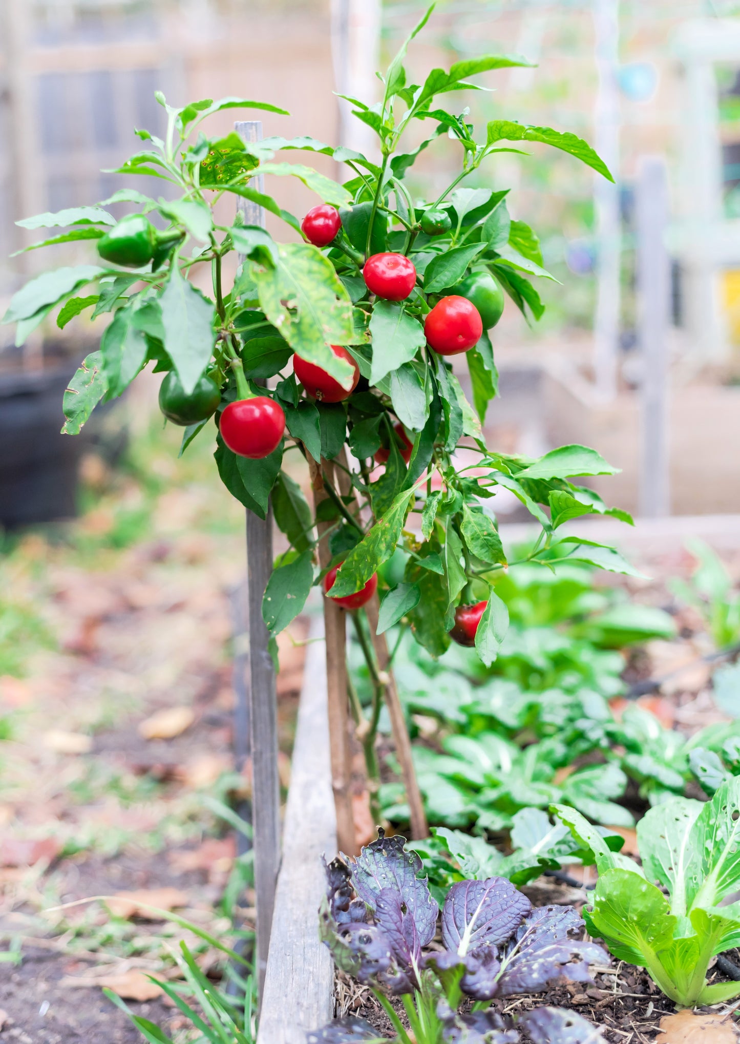 100 SWEET CHERRY PEPPER Red Chili Capsicum Annuum Vegetable Seeds