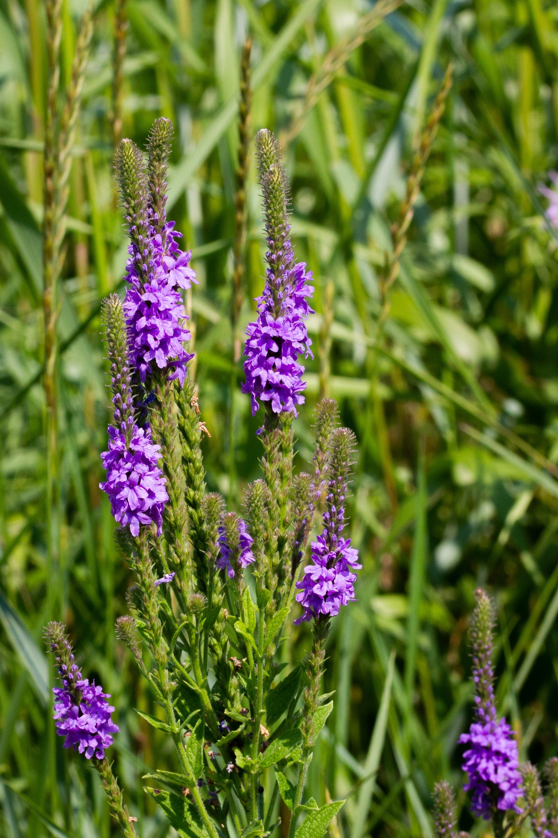 500 Purple HOARY VERVAIN Verbena Stricta Flower Seeds – Seedville USA