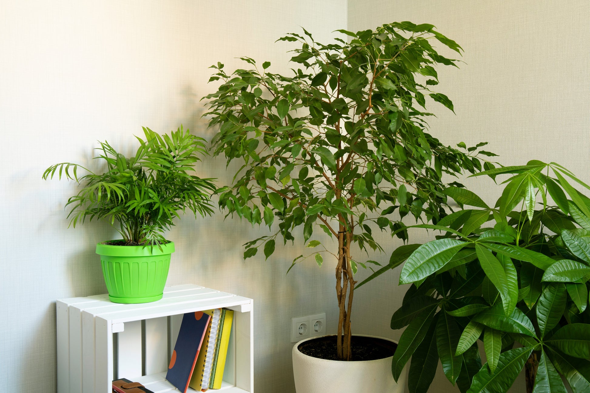 bodhi tree indoor plant 30 FICUS TREE (Bodhi Tree / Sacred Fig / Bo Tree / Pipal) Ficus Religiosa Seeds