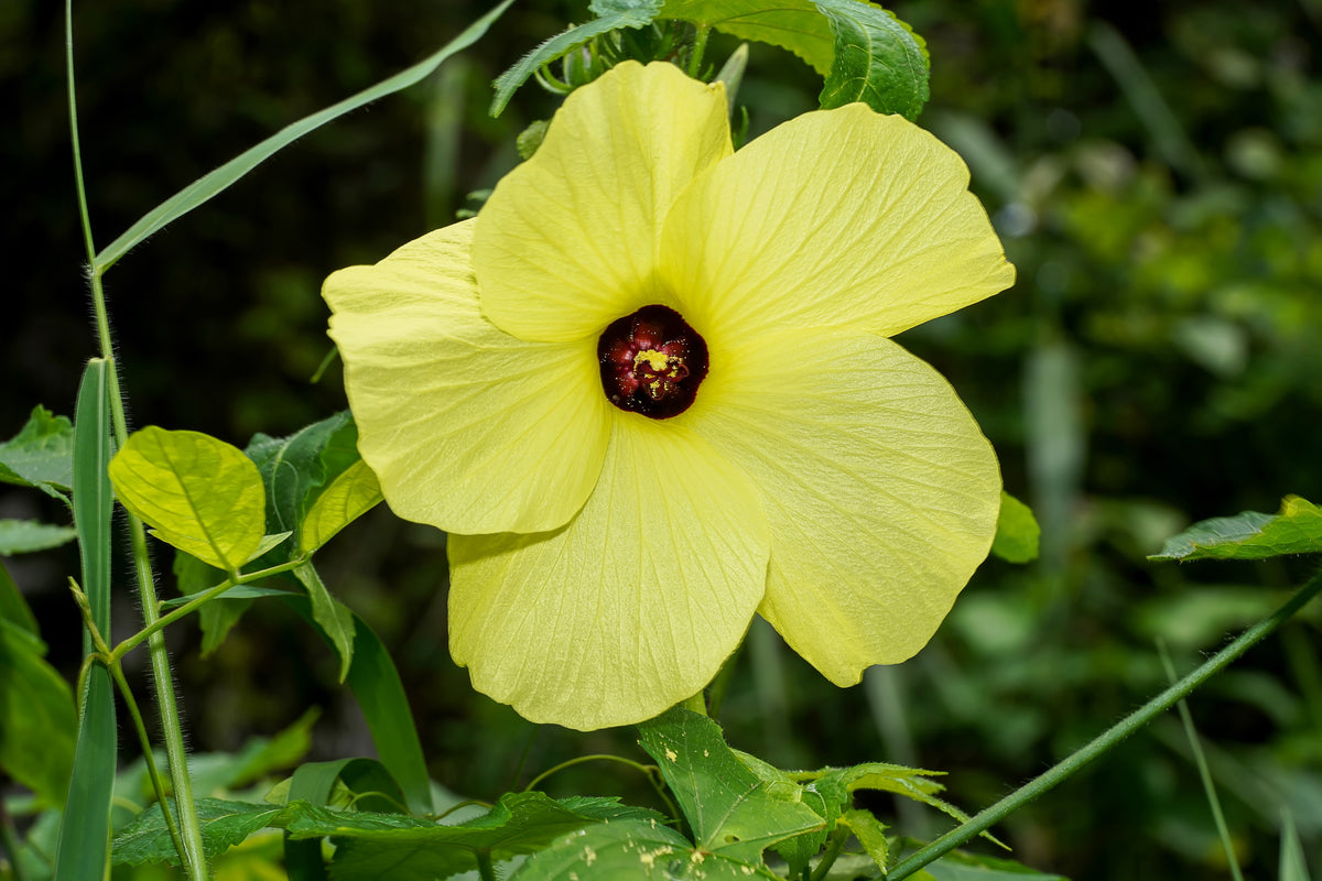 40 AMBRETTE / MUSK MALLOW Hibiscus Abelmoschus Moschatus Flower Seeds ...