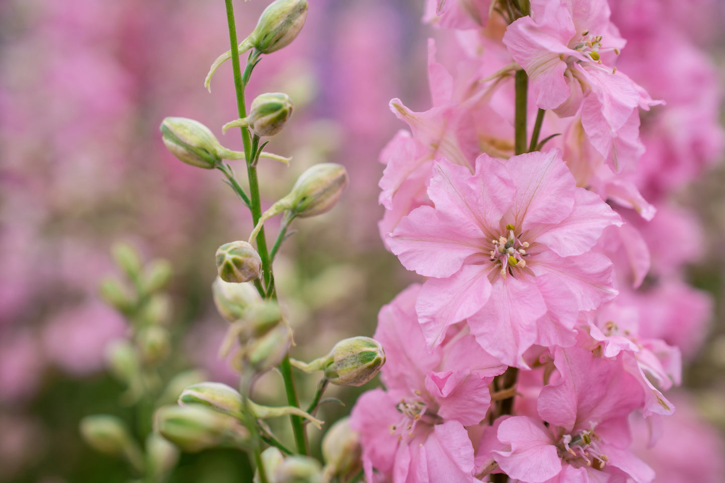 100 PINK PERFECTION LARKSPUR / DELPHINIUM Consolida Ambigua Ajacis Flower Seeds