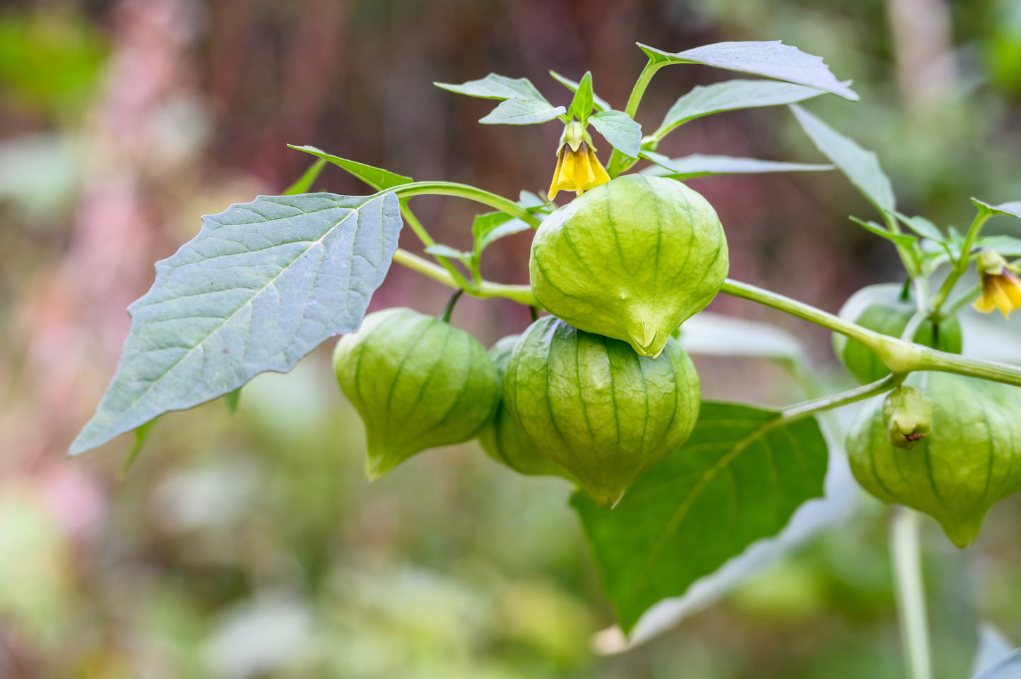 200 GRANDE Rio VERDE TOMATILLO Green Physalis Ixocarpa Vegetable Seeds