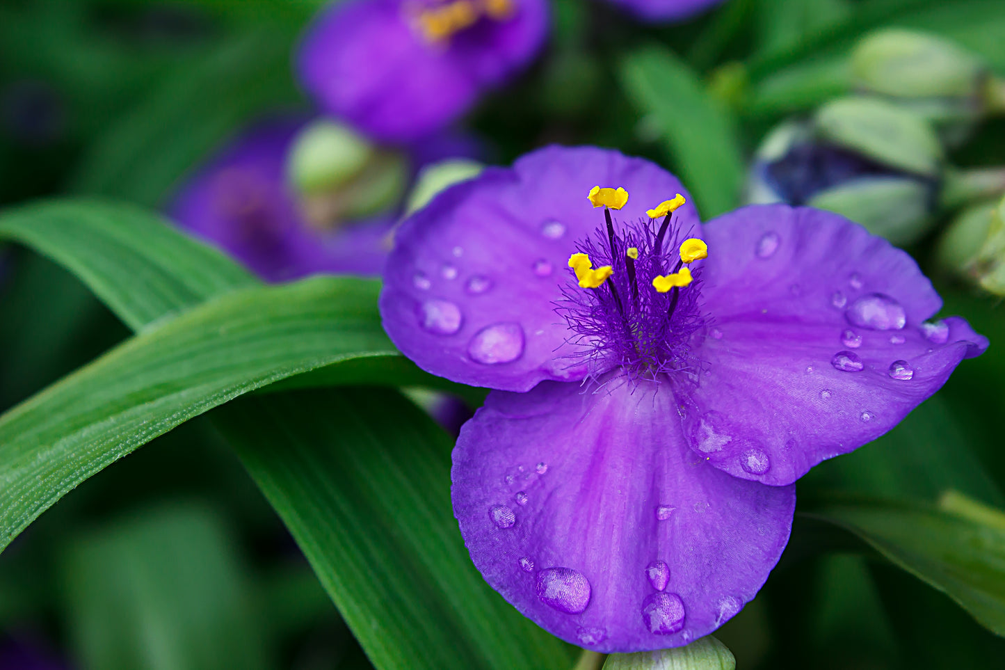 100 Purple OHIO SPIDERWORT (Widows Tears / Bluejacket) Tradescantia Ohiensis Flower Seeds