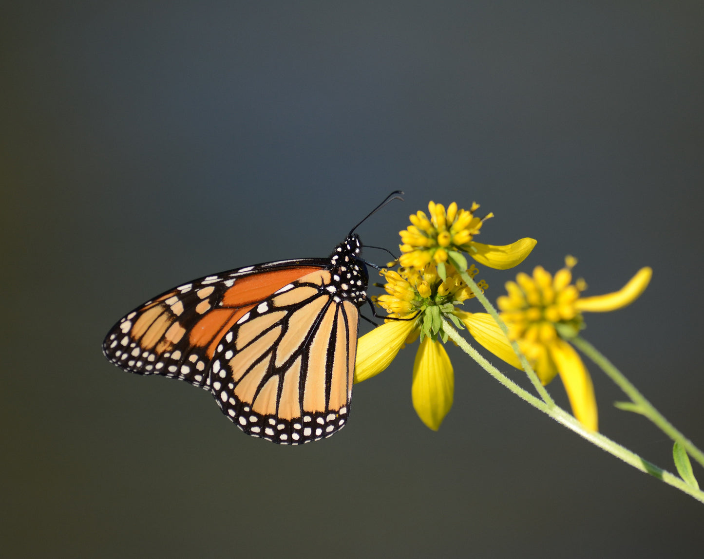 250 Wingstem / YELLOW IRONWEED Verbesina Alternifolia Flower Seeds