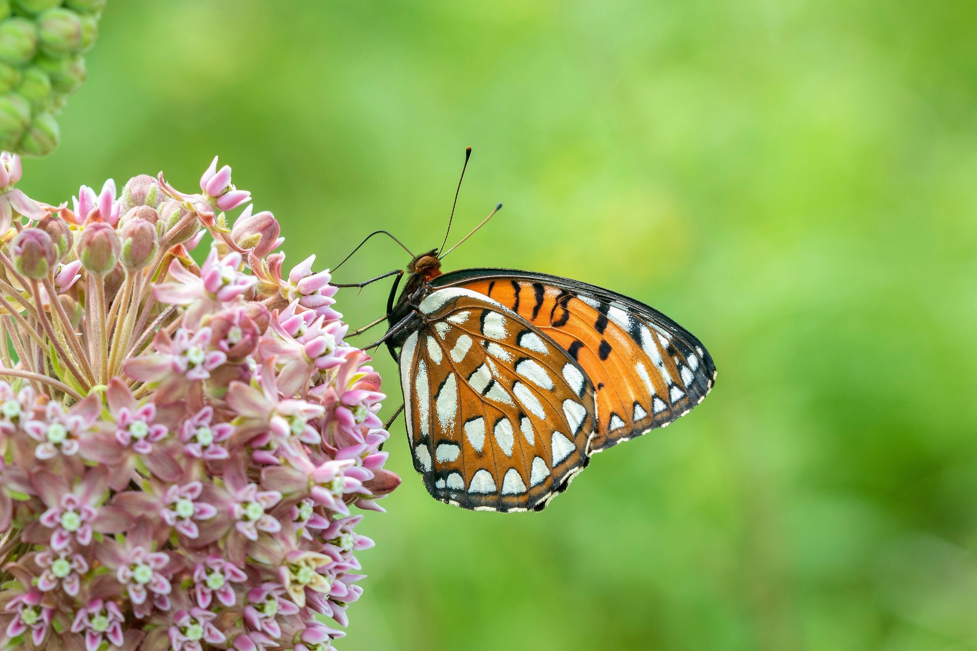 monarch butterfly plant seeds 100 PINK MILKWEED Common Asclepias Syriaca Monarch Flower Seeds – Seedville USA