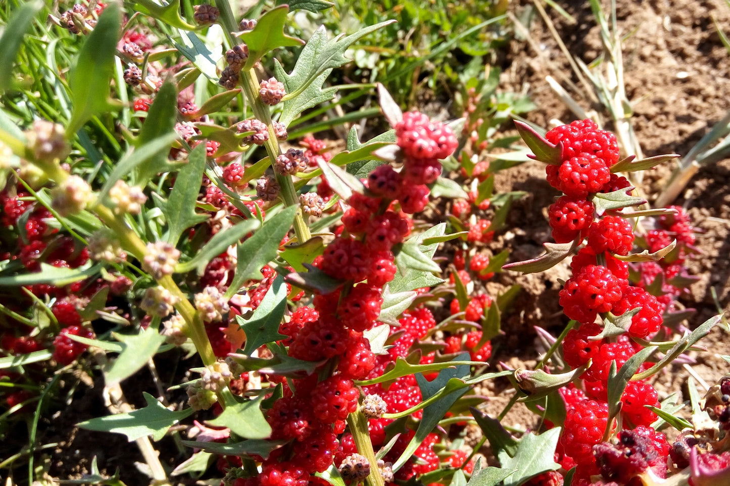 100 STRAWBERRY STICKS / SPINACH Chenopodium Foliosum Fruit Berry Seeds