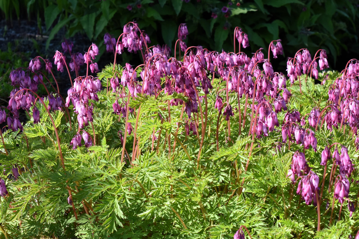 10 BLEEDING HEART - PINK Old Fashioned Dicentra Formosa Shade Flower Seeds