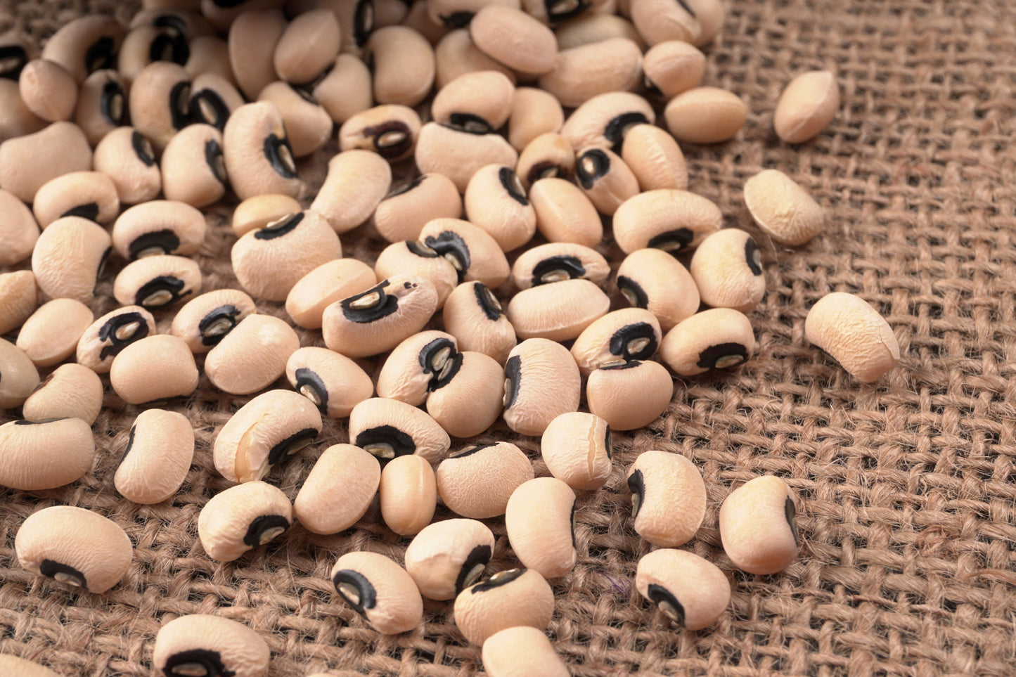 100 BLACKEYE PEA (Cow Pea / Cowpea / Southern Pea / Blackeyed Pea / Black Eye Pea) Vigna Unguiculata Vegetable Seeds