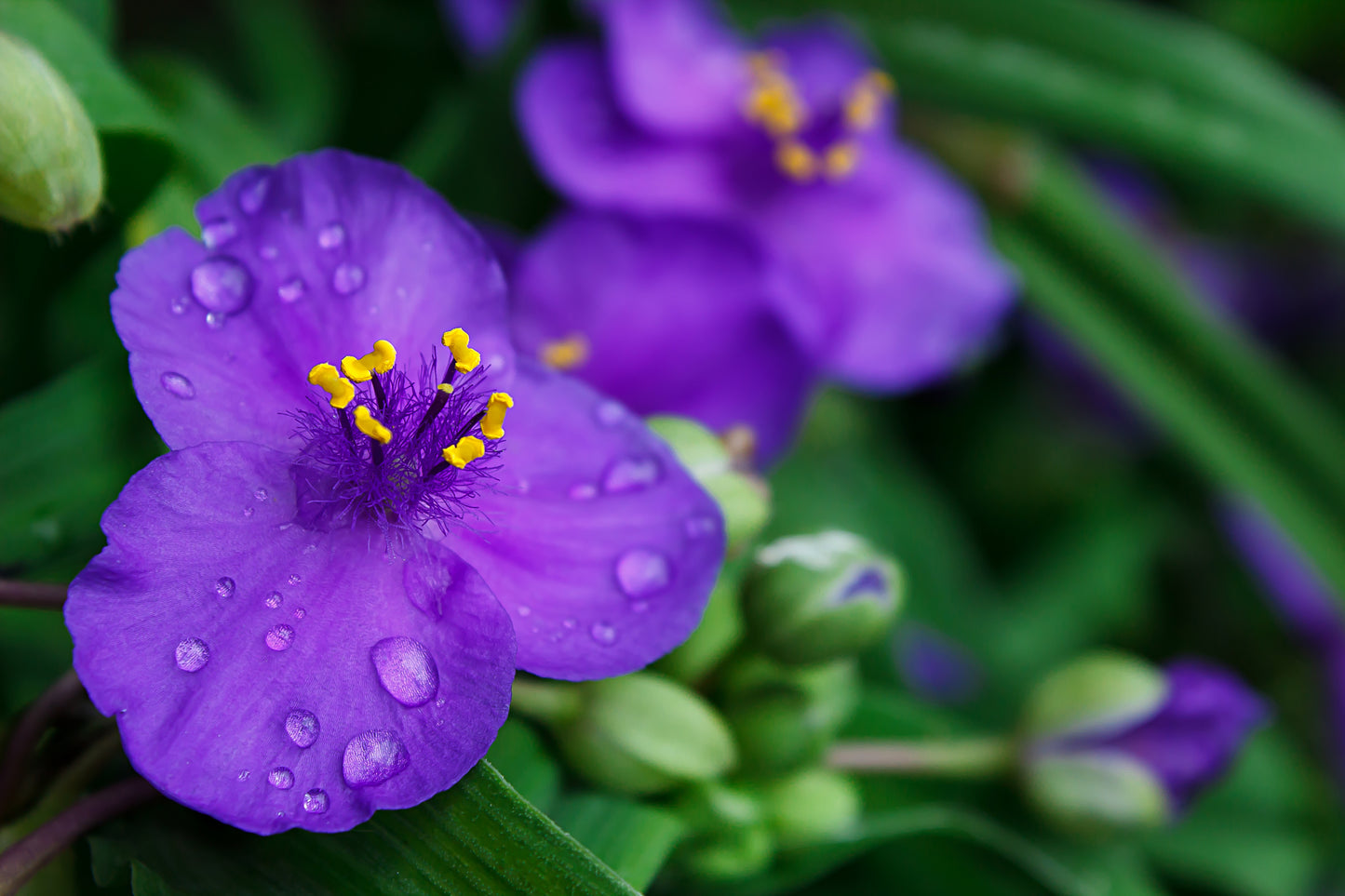 100 Purple OHIO SPIDERWORT (Widows Tears / Bluejacket) Tradescantia Ohiensis Flower Seeds