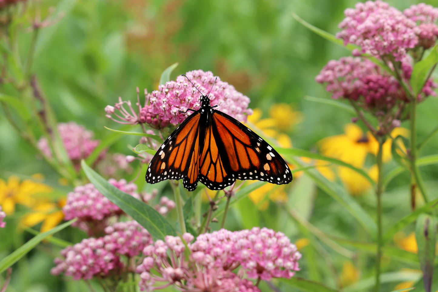 75 RED SWAMP MILKWEED Asclepias Incarnata Flower Seeds