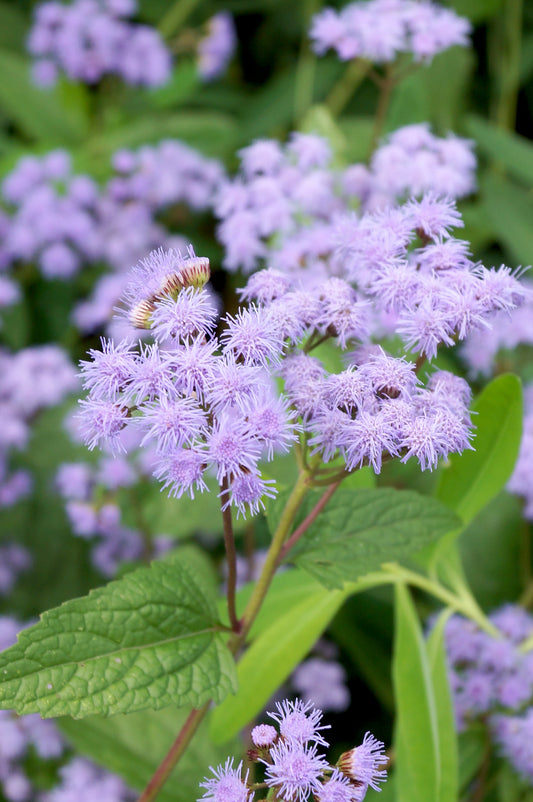 100 PURPLE MISTFLOWER (Hardy or Wild Ageratum) Eupatorium Coelestinum Blue Flower Seeds
